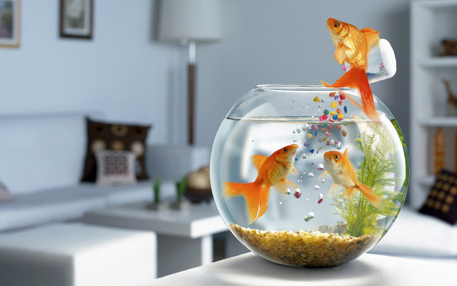 Handy-Wallpaper Goldfische, Fische, Humor kostenlos herunterladen.
