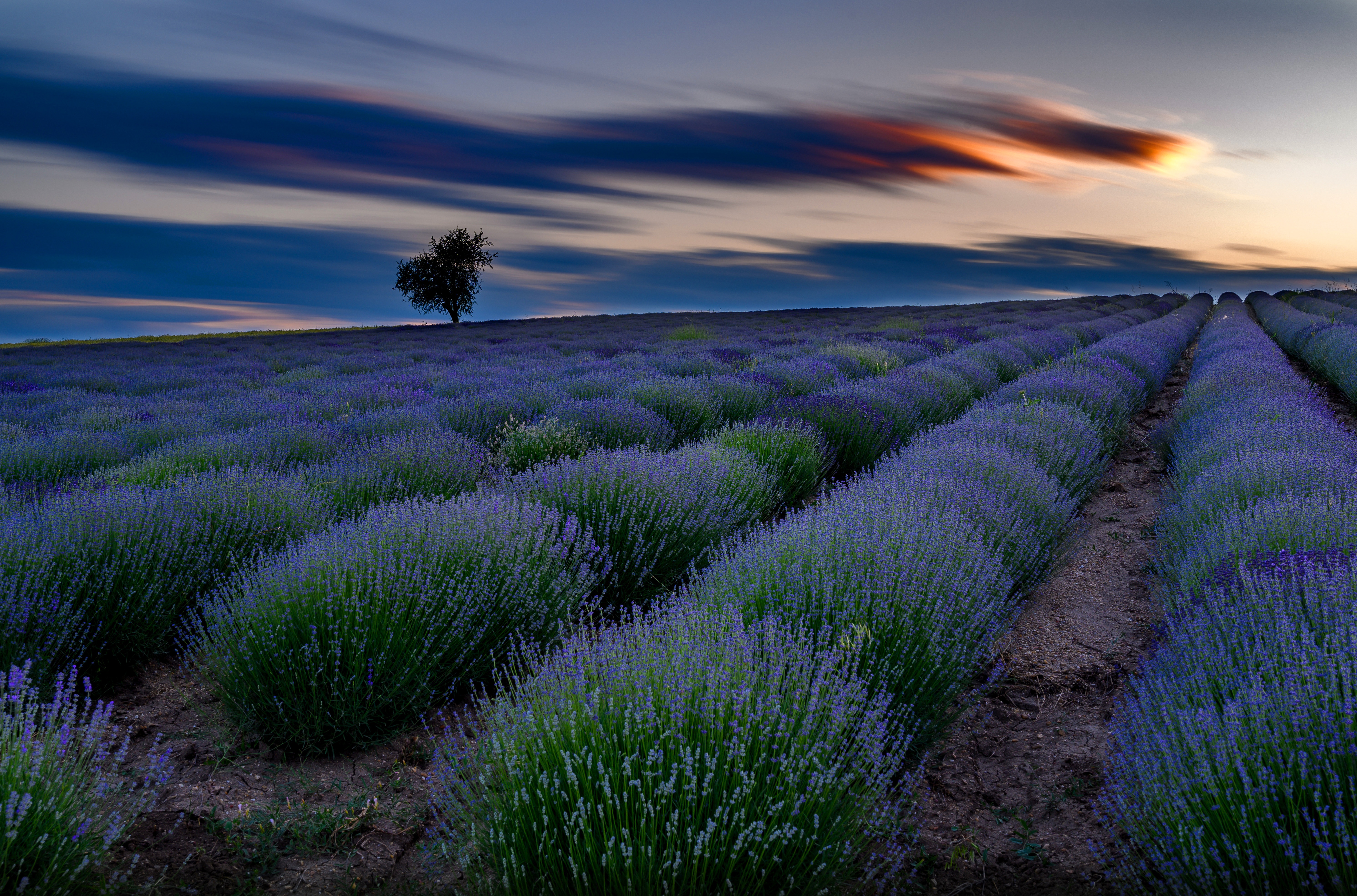 Download mobile wallpaper Nature, Flowers, Flower, Earth, Field, Lavender for free.