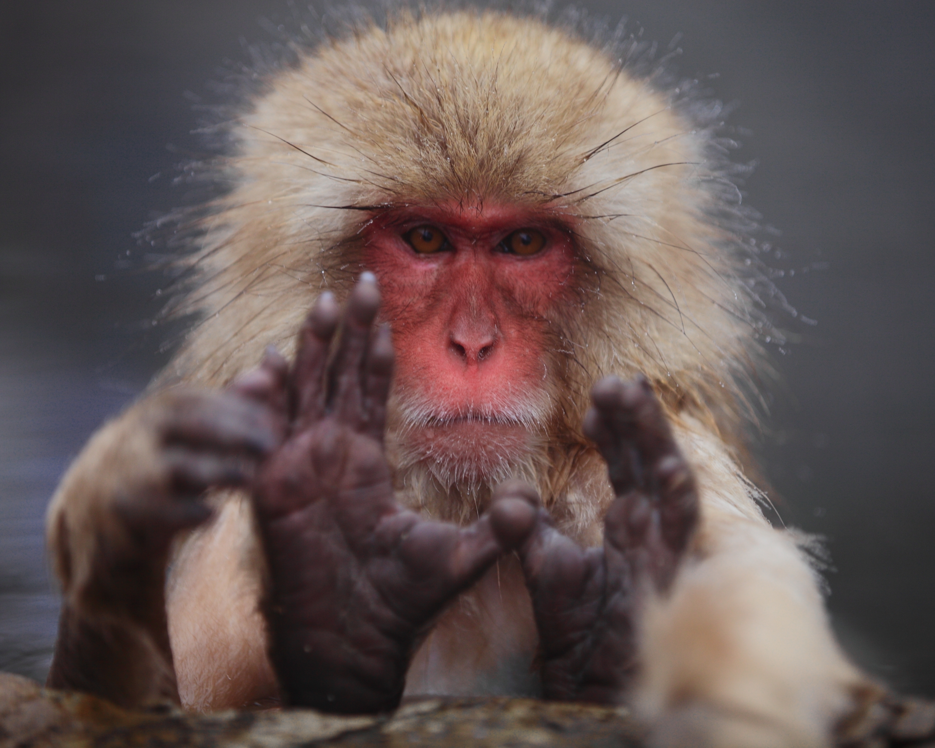 147130 descargar imagen animales, bozal, lana, macaco japonés: fondos de pantalla y protectores de pantalla gratis