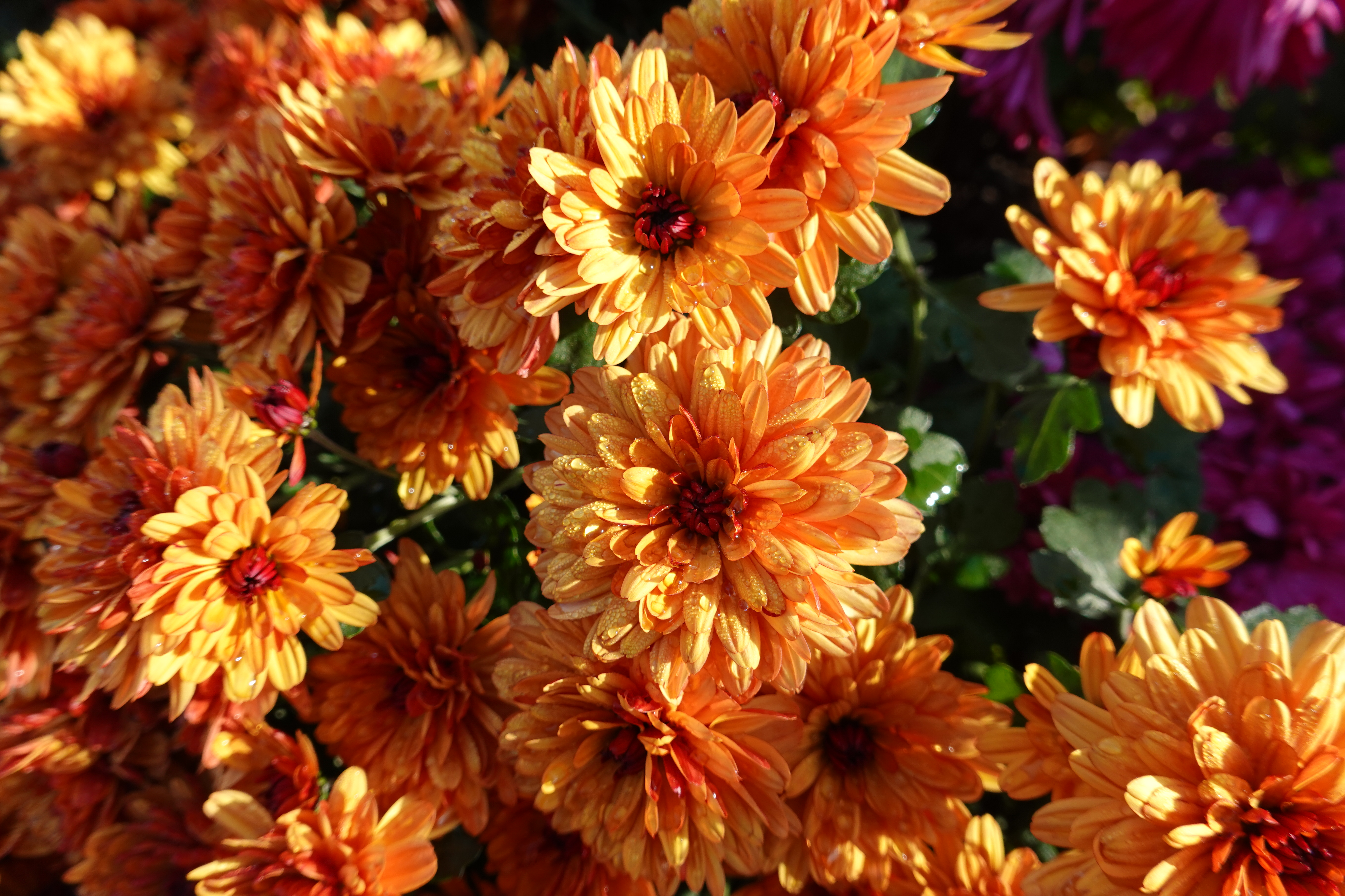 90076 скачать картинку оранжевый, хризантемы, цветы, мокрый, оранжевые - обои и заставки бесплатно