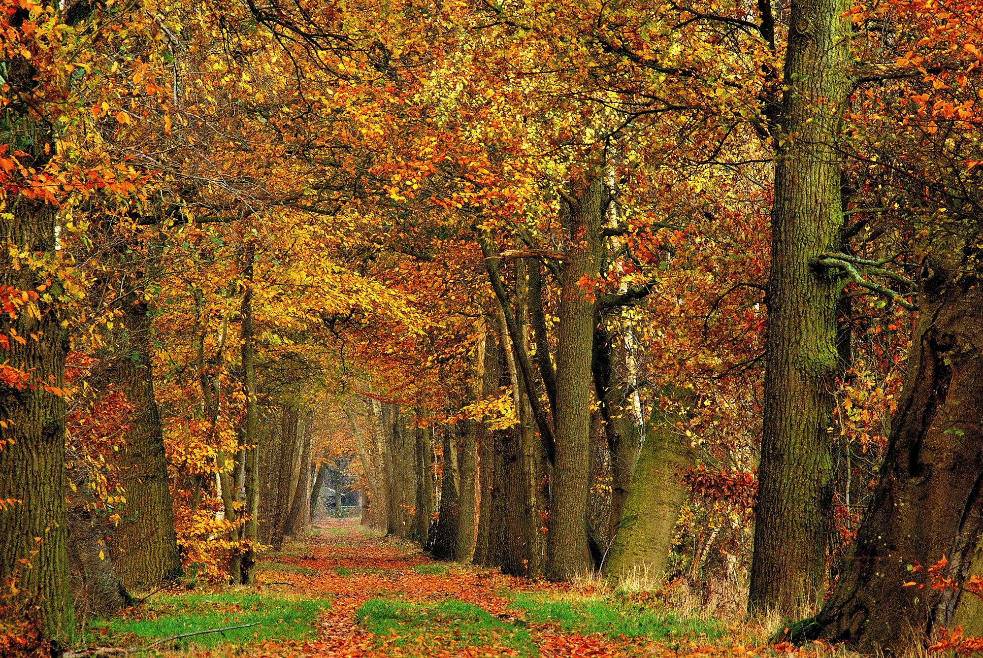 Téléchargez des papiers peints mobile Automne, Terre/nature gratuitement.