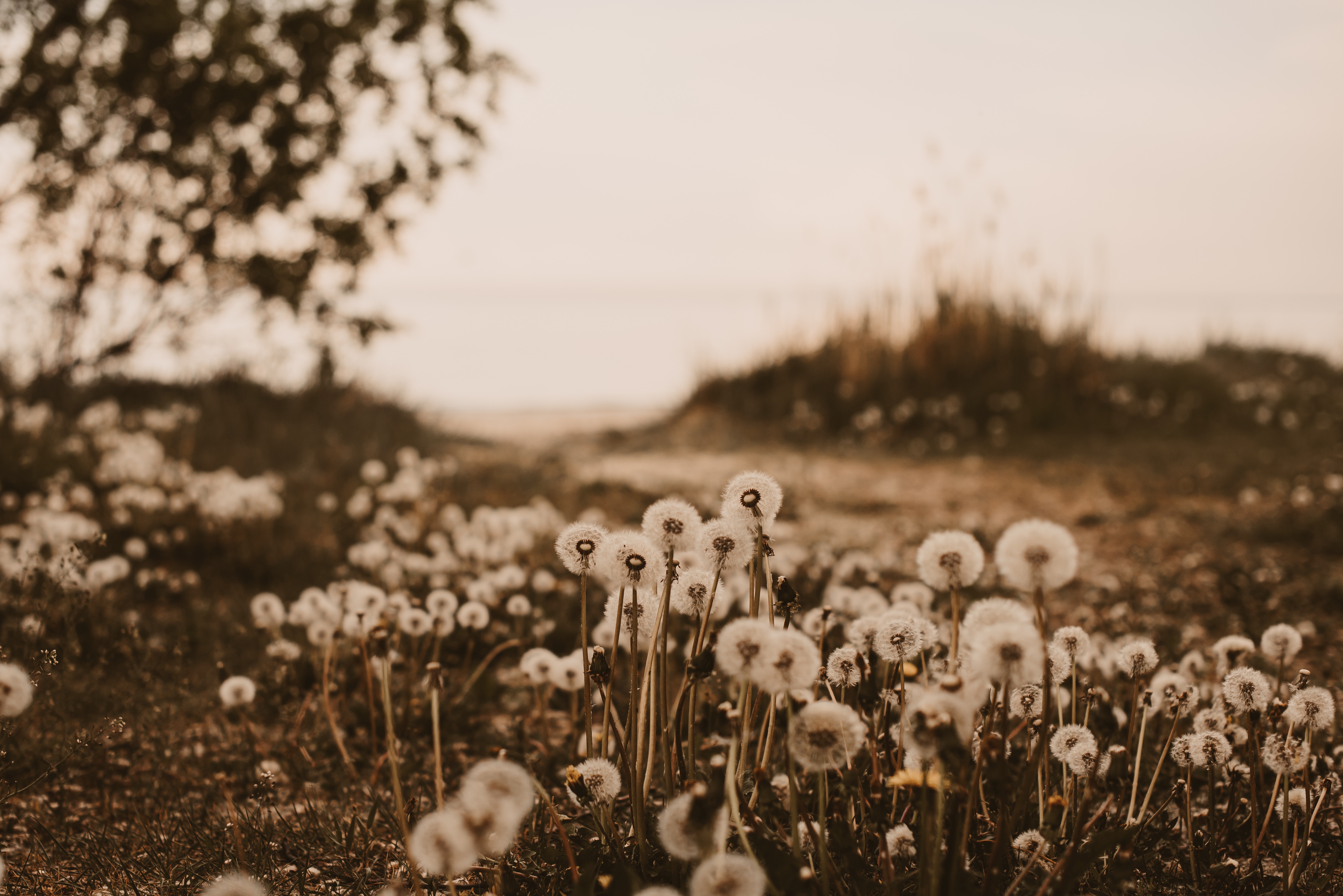dandelions, plants, nature, white, fluffy