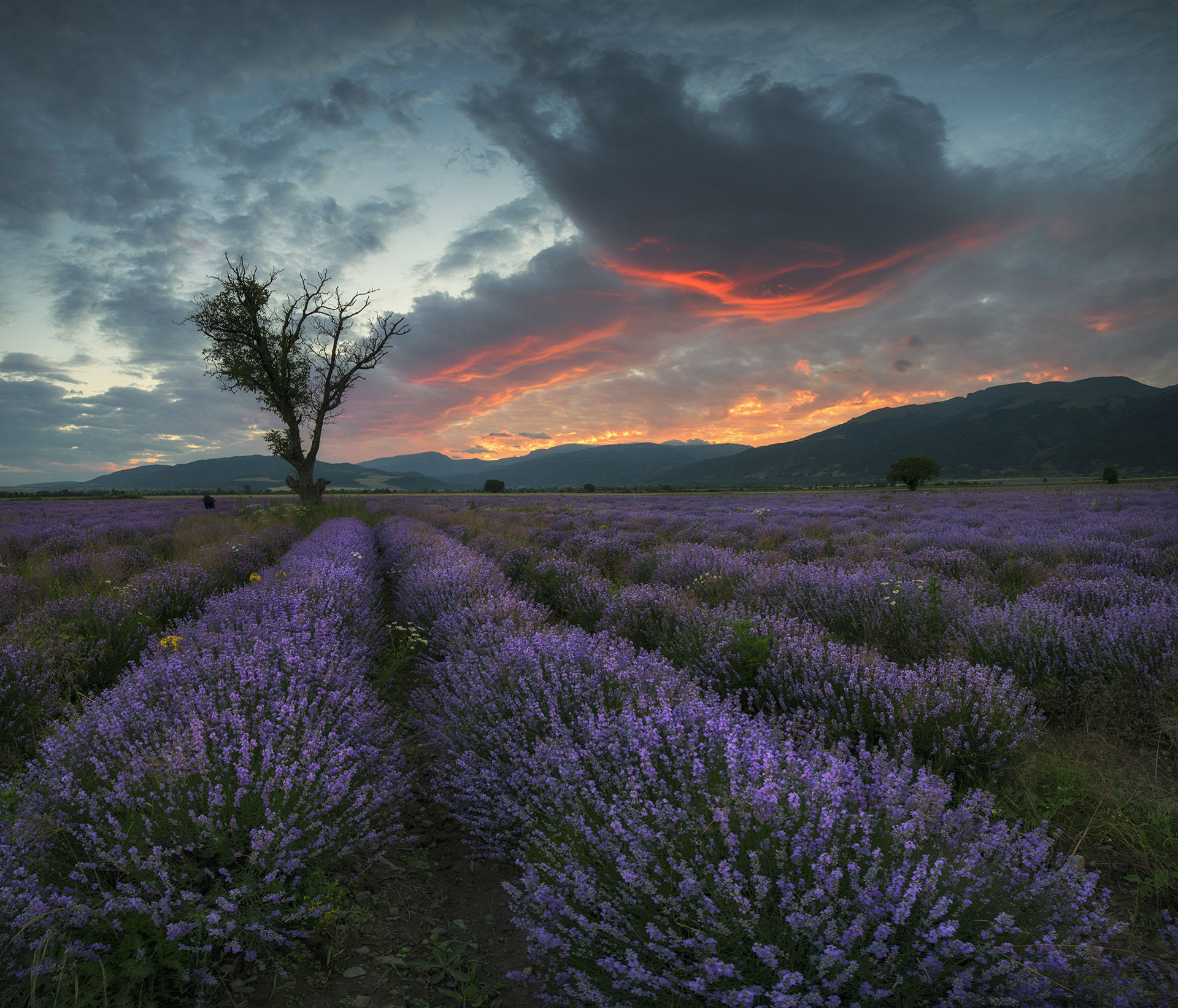Download mobile wallpaper Flowers, Sunset, Sky, Flower, Earth, Field, Cloud, Lavender, Purple Flower for free.