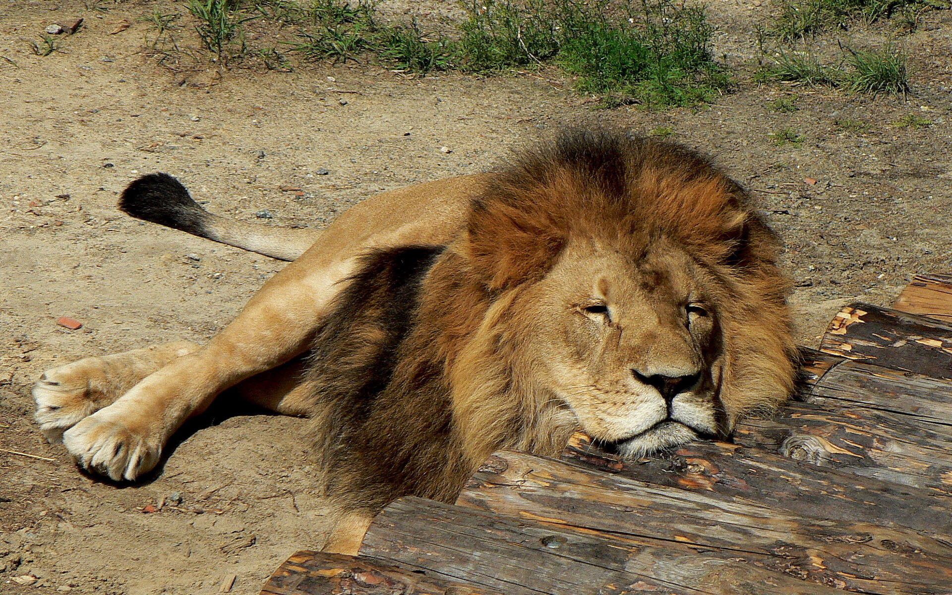 animals, to lie down, lie, lion, predator, mane, sleep, dream Smartphone Background