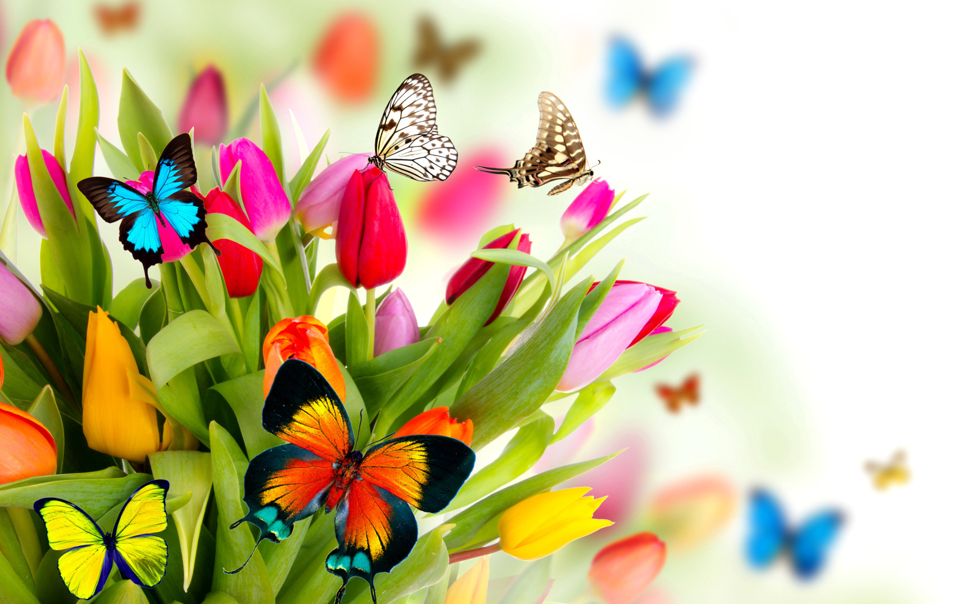 Скачать обои бесплатно Цветок, Цвета, Бабочка, Красочный, Весна, Тюльпан, Художественные картинка на рабочий стол ПК