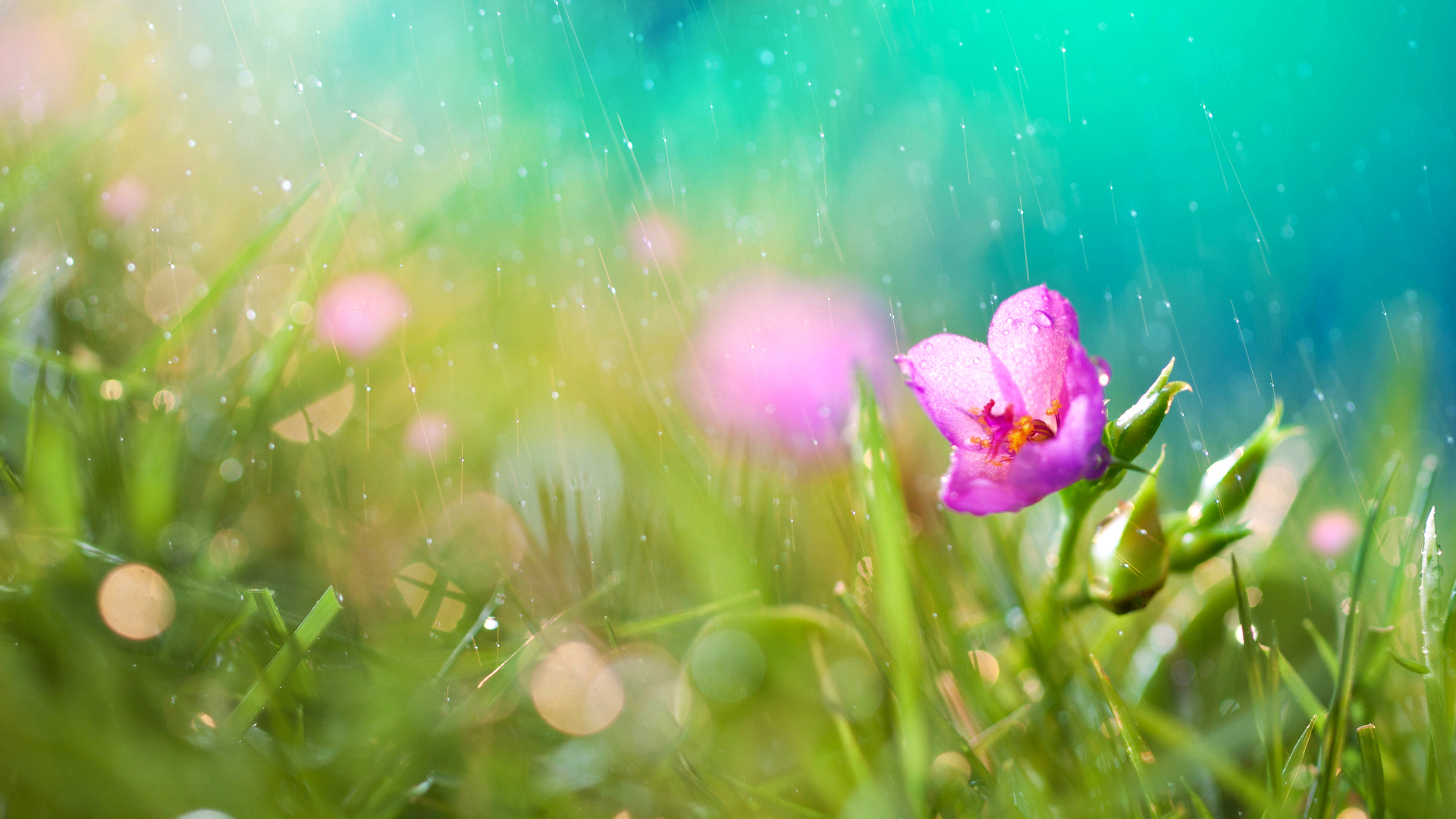 Free download wallpaper Flowers, Flower, Earth on your PC desktop