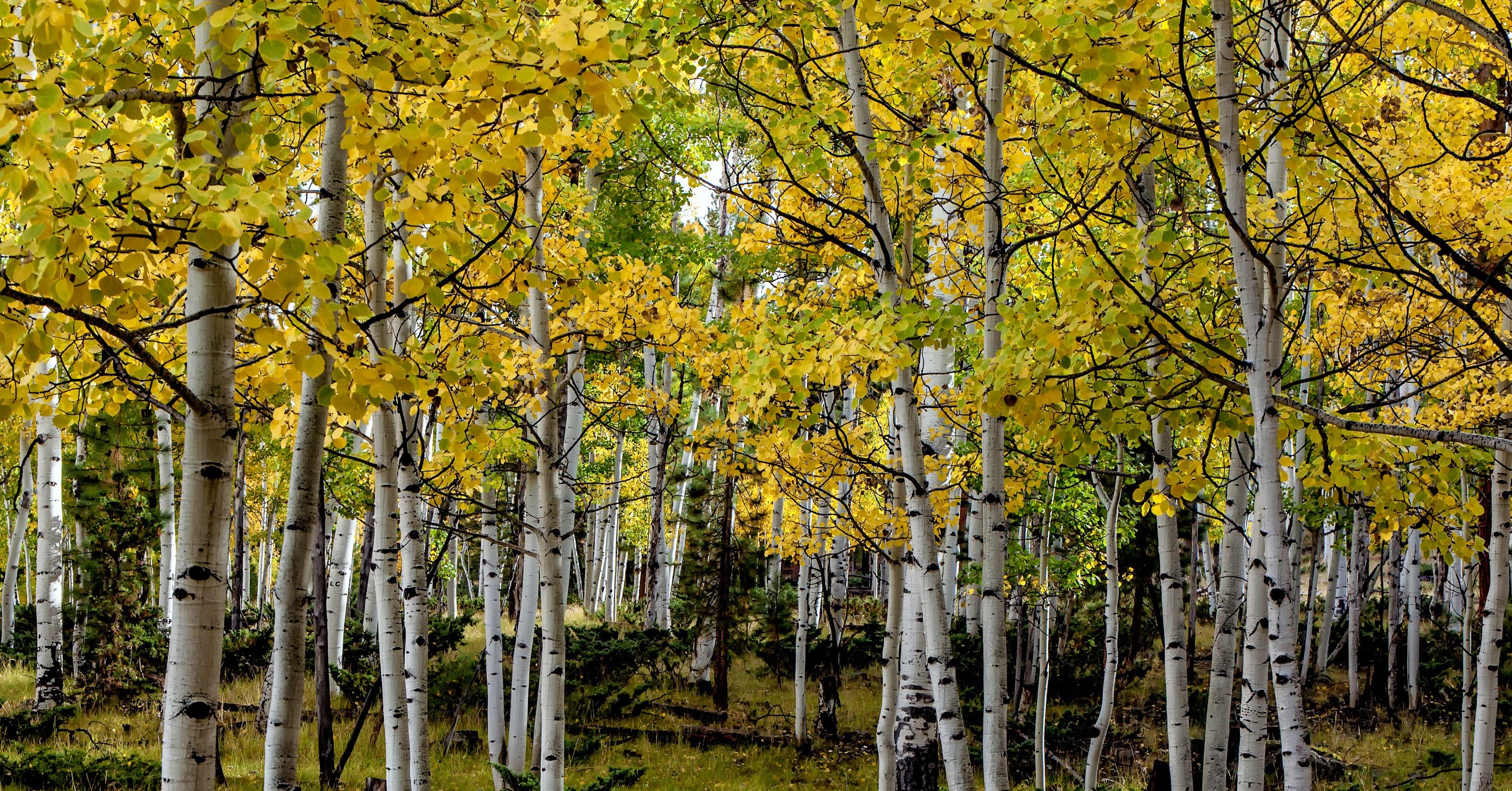 Скачать обои бесплатно Осень, Лес, Дерево, Цвета, Береза, Земля/природа картинка на рабочий стол ПК