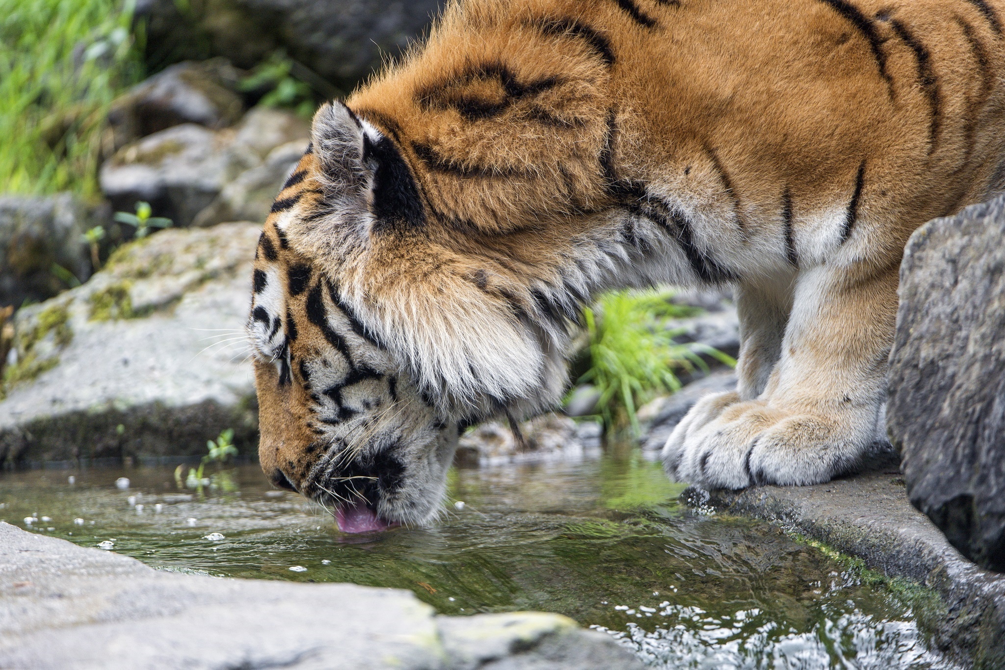 Descarga gratuita de fondo de pantalla para móvil de Gatos, Animales, Tigre.