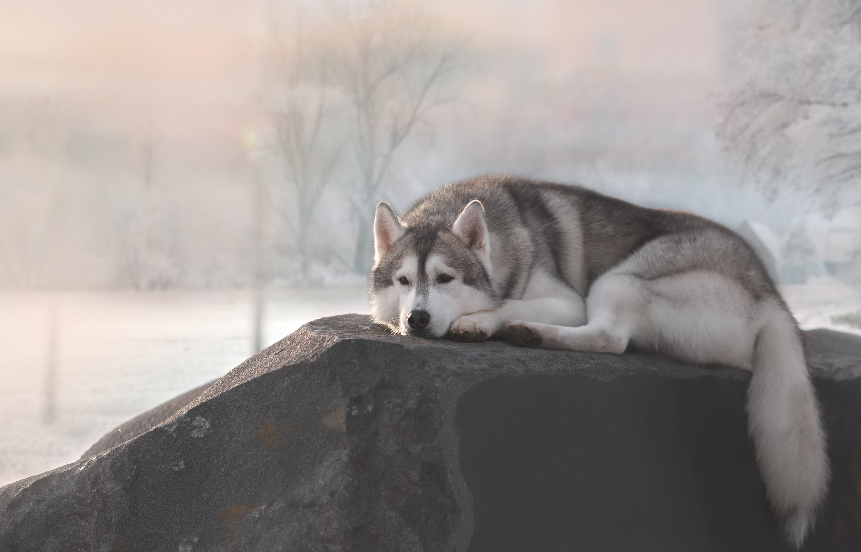 Download mobile wallpaper Husky, Dogs, Dog, Animal for free.