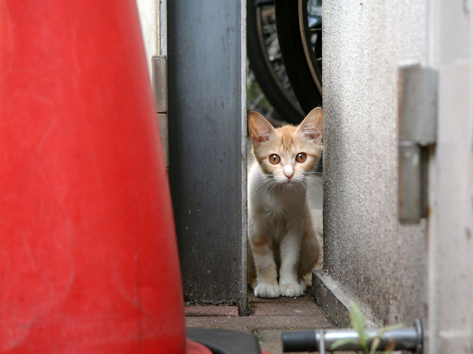 Handy-Wallpaper Tiere, Katzen, Katze kostenlos herunterladen.