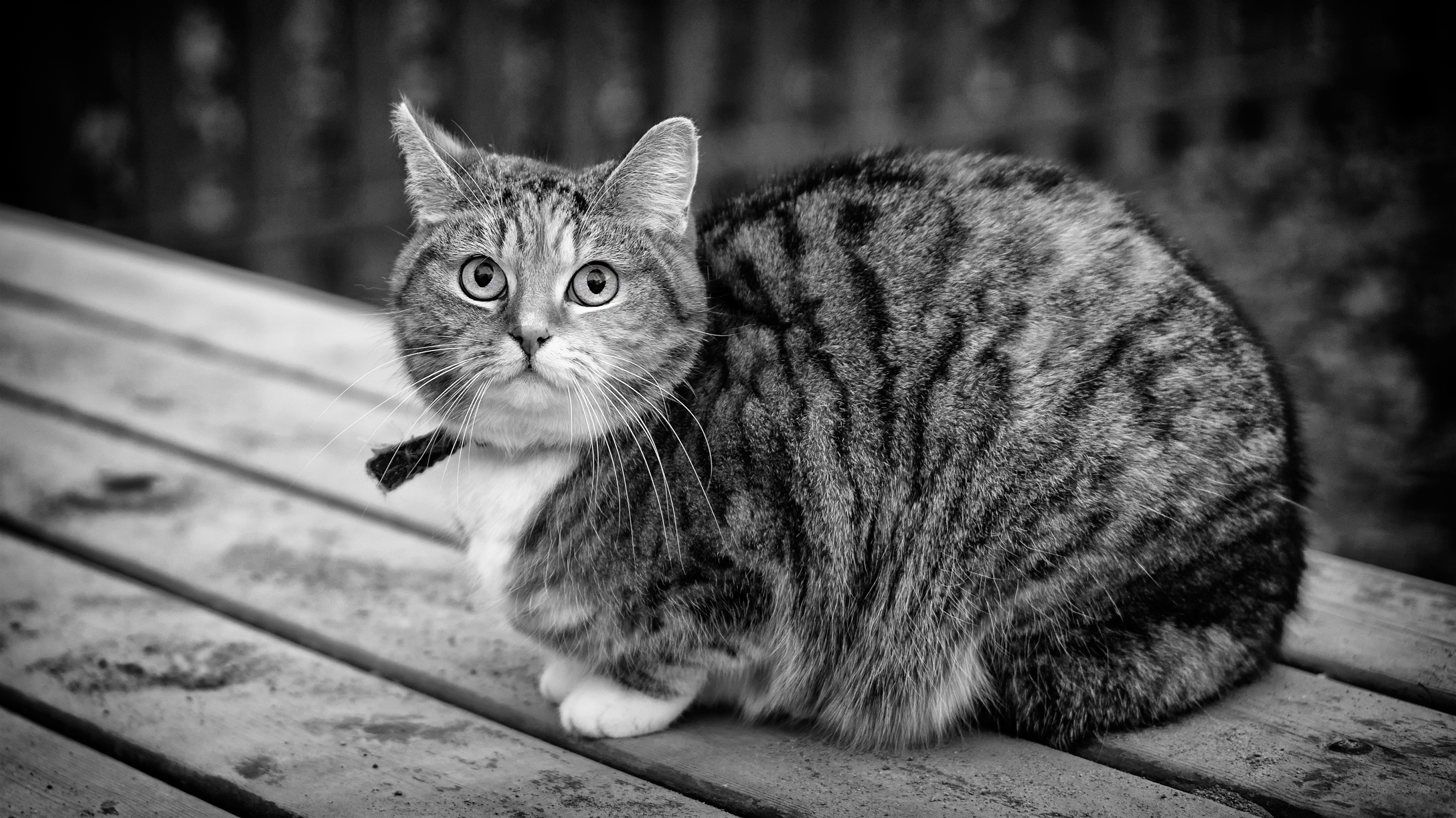Free download wallpaper Sit, Striped, Bw, Animals, Chb, Cat on your PC desktop