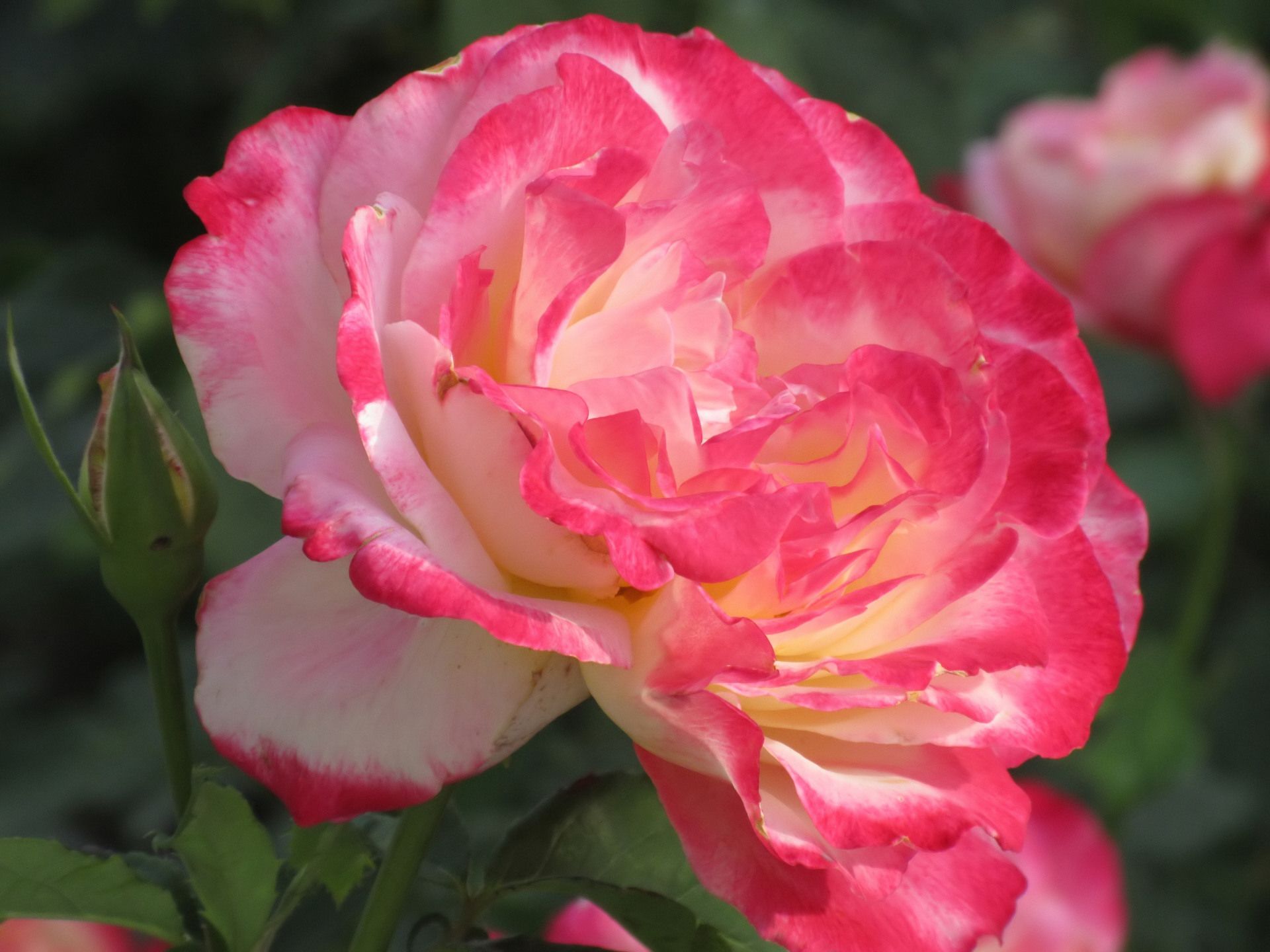 Téléchargez gratuitement l'image Fleurs, Rose, Terre/nature sur le bureau de votre PC