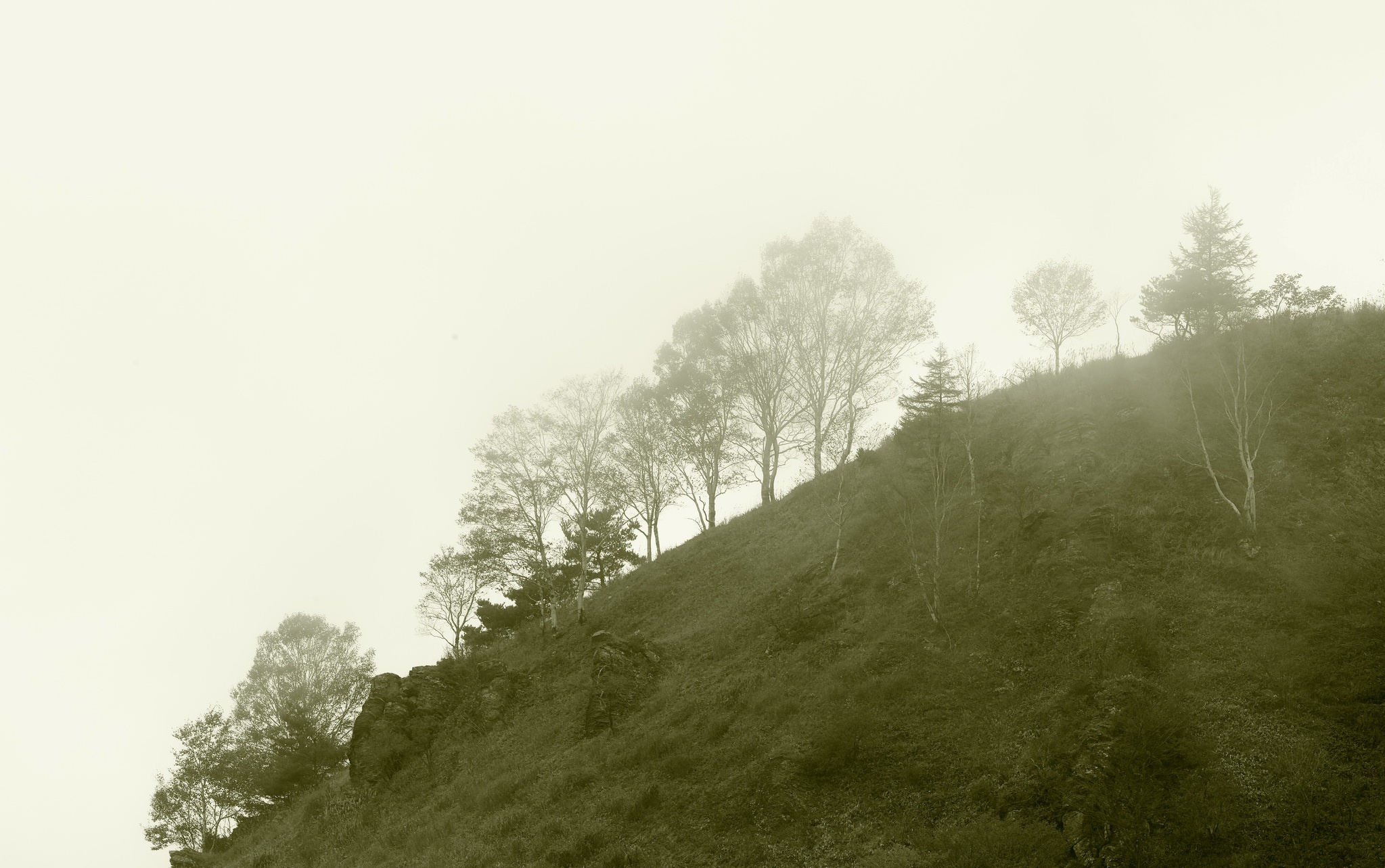 Téléchargez gratuitement l'image Arbre, Brouillard, La Nature, Terre/nature sur le bureau de votre PC