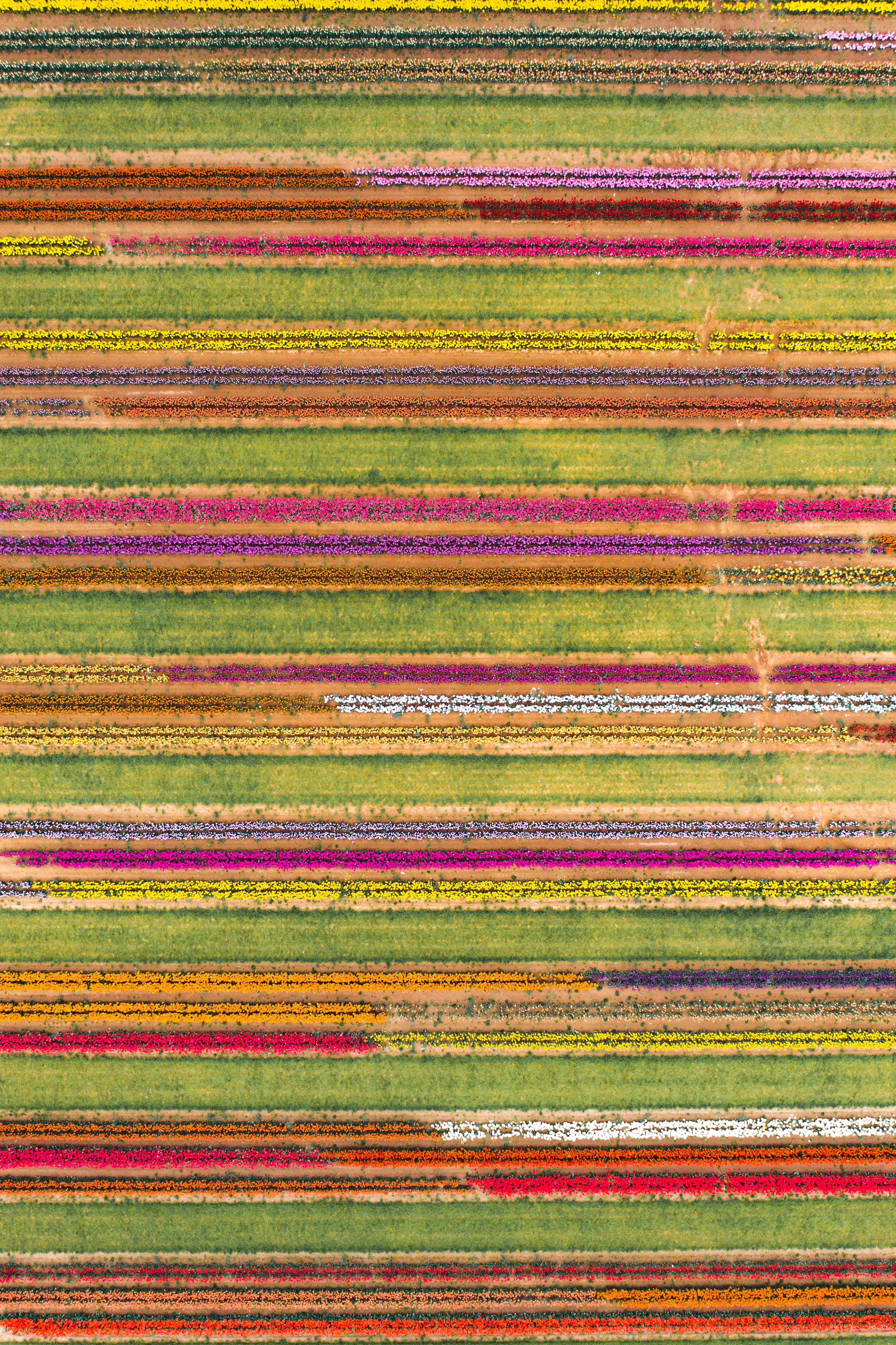 Download mobile wallpaper Field, Flowers, View From Above, Motley, Multicolored, Texture, Lines, Textures for free.