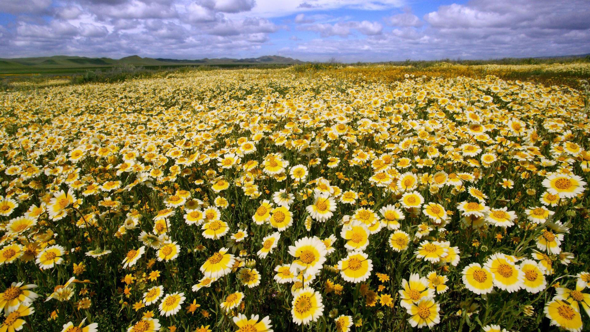 Download mobile wallpaper Landscape, Flowers, Flower, Earth, Field, Meadow for free.