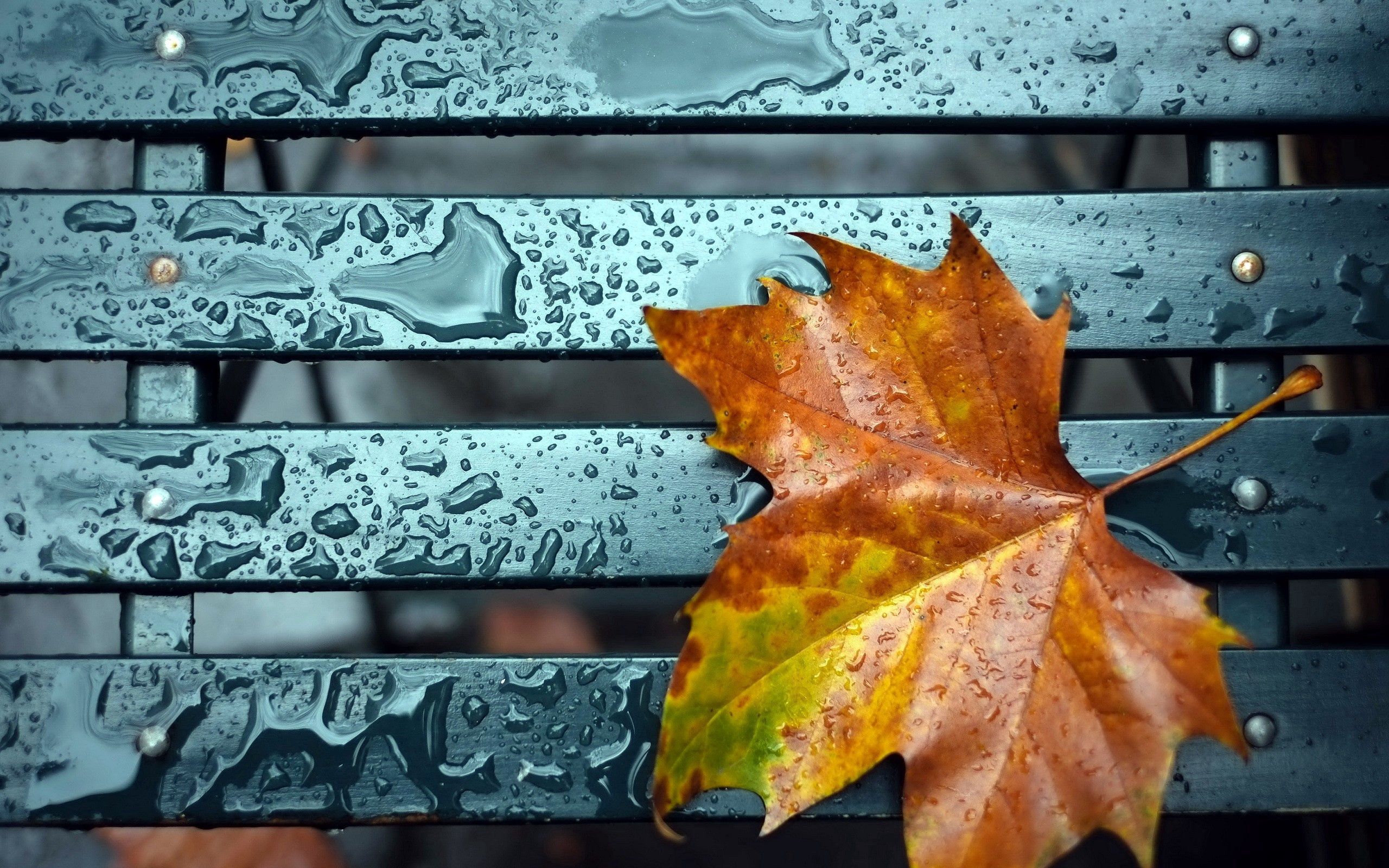 Download mobile wallpaper Autumn, Leaf, Sheet, Drops, Macro for free.