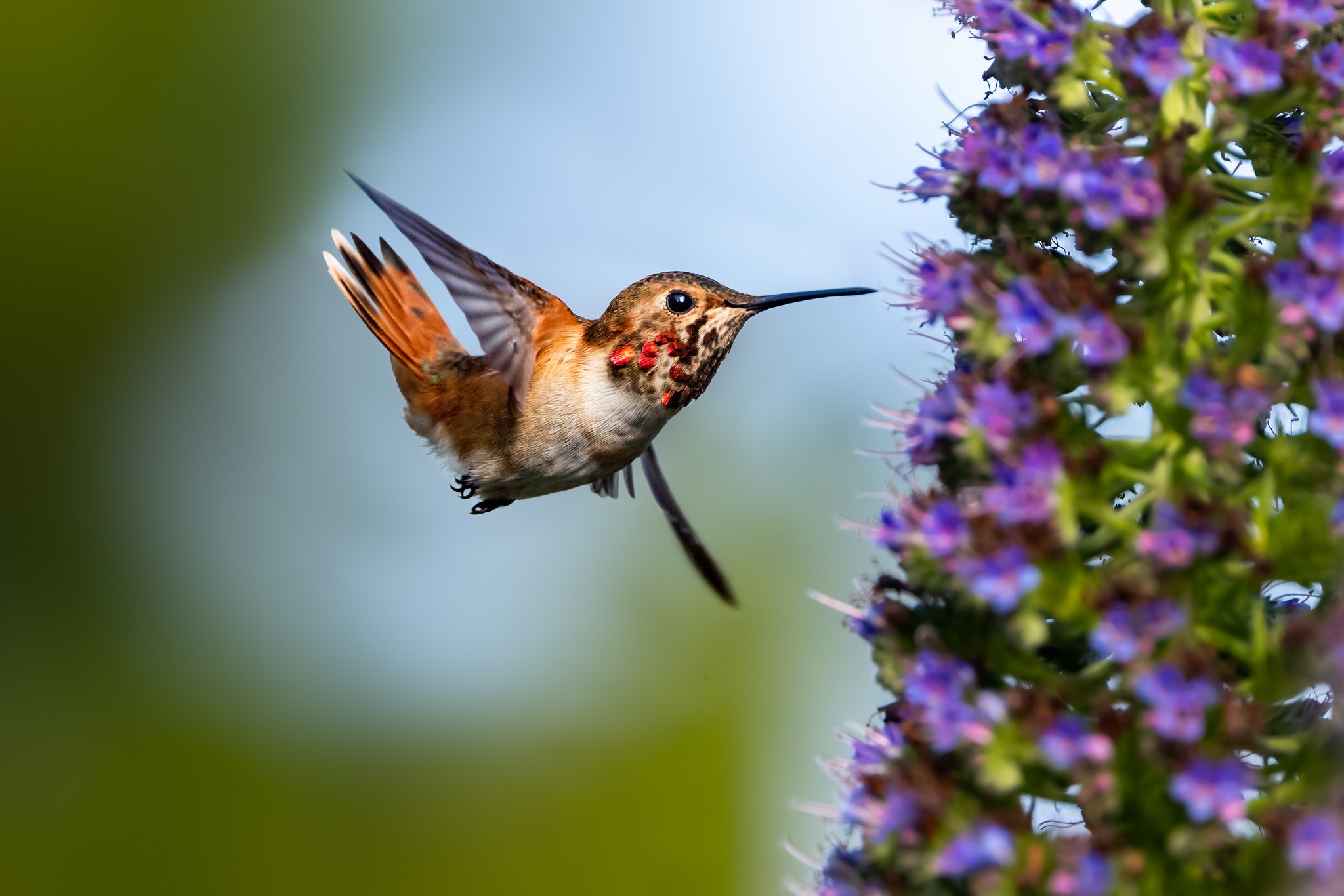 Free download wallpaper Birds, Flower, Bird, Animal, Hummingbird on your PC desktop