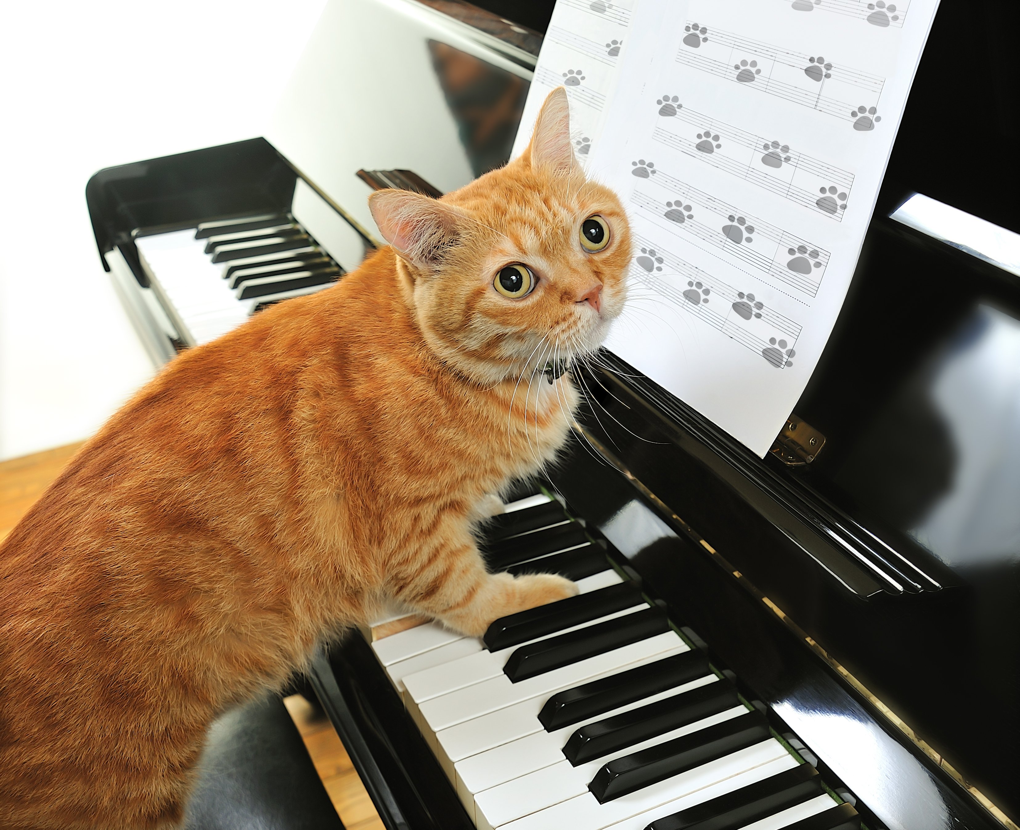 Скачать картинку Животные, Кошка, Кошки, Фортепиано в телефон бесплатно.