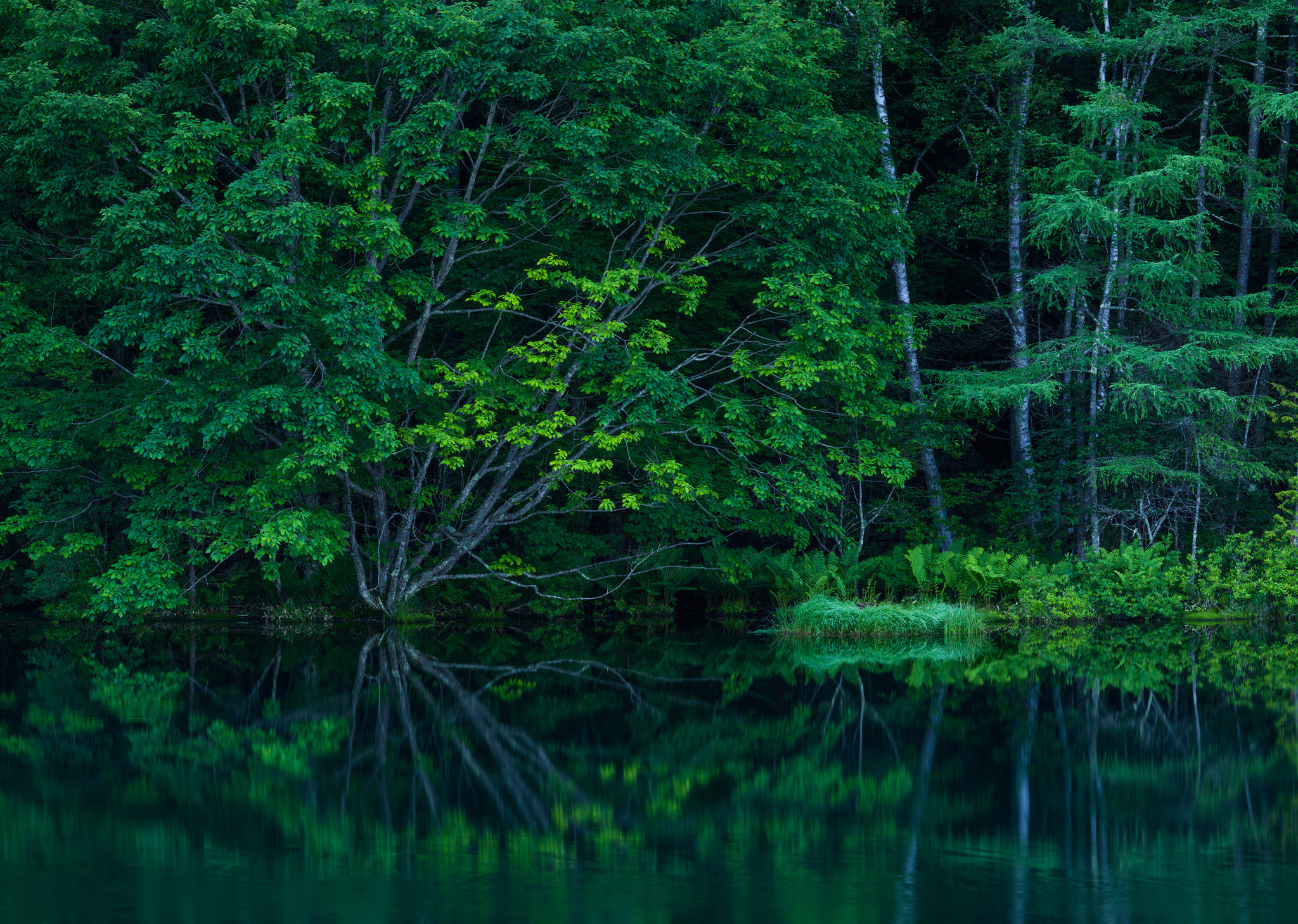Free download wallpaper Nature, Water, Reflection, Tree, Earth on your PC desktop