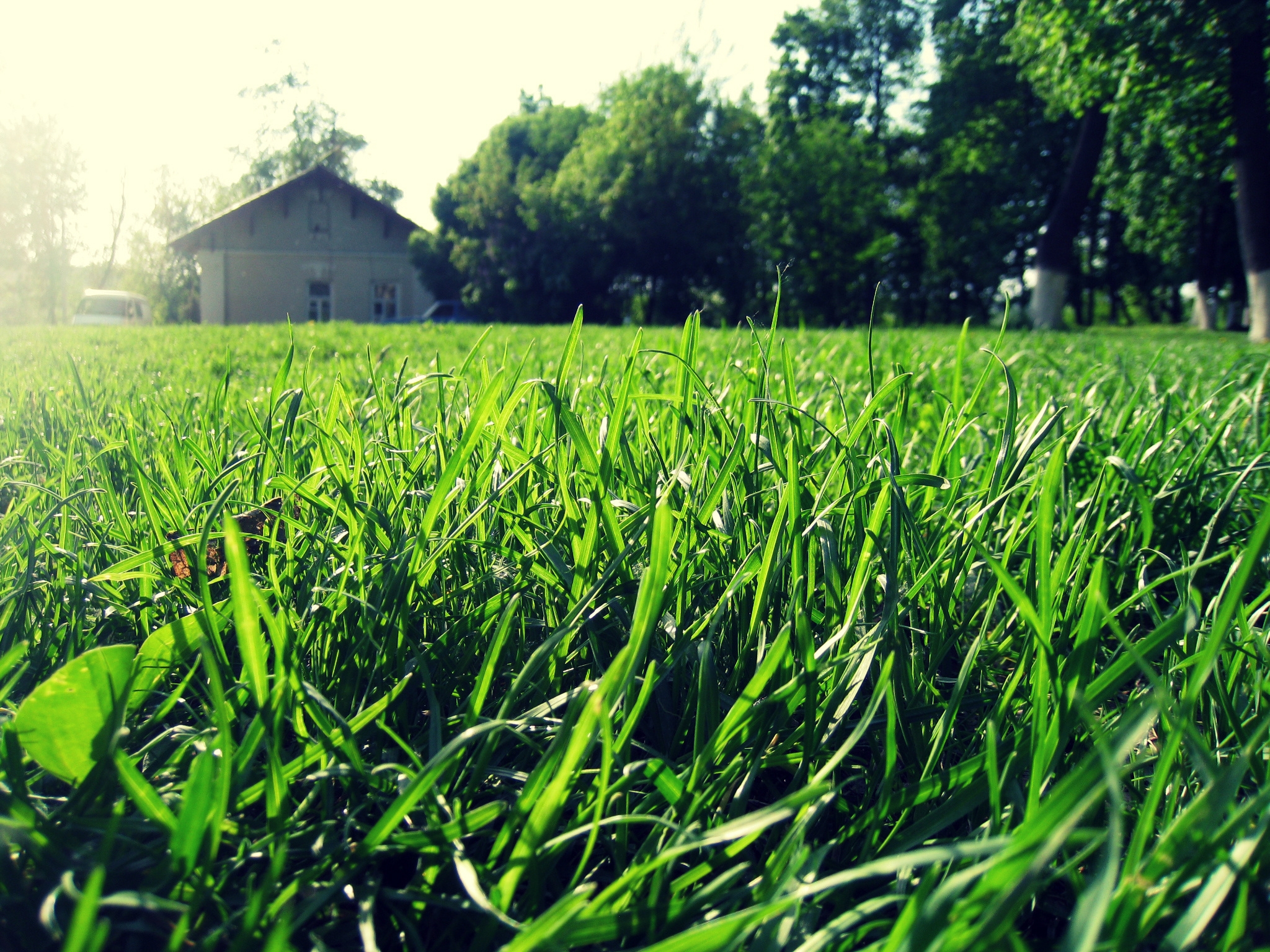 Free download wallpaper Grass, Shine, Nature, Summer, Macro, Light, Sunny, Greens, House on your PC desktop