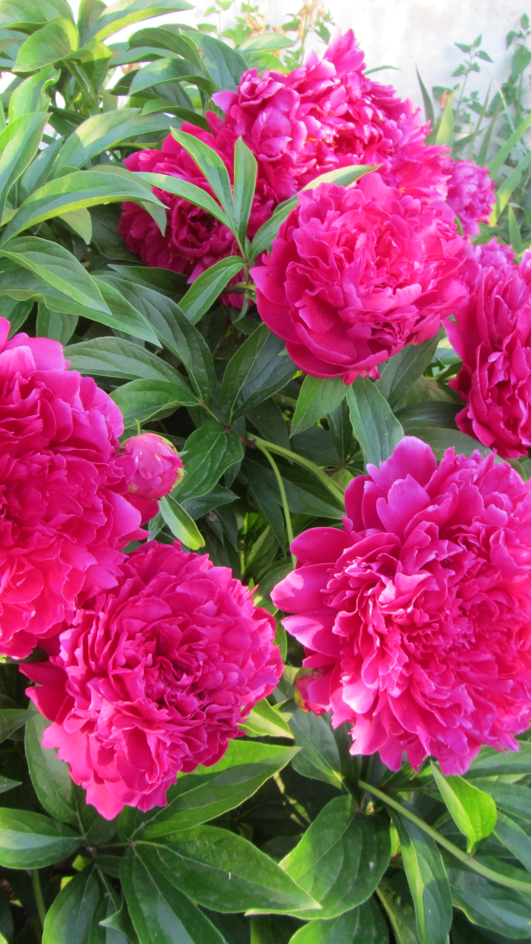 Download mobile wallpaper Flowers, Flower, Earth, Peony for free.