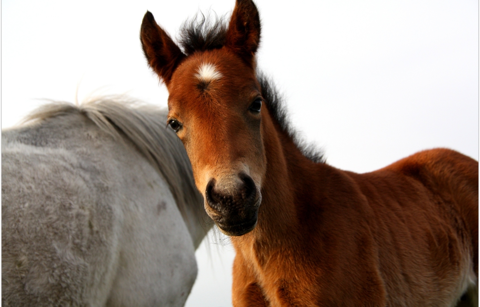 animals, horses Desktop home screen Wallpaper
