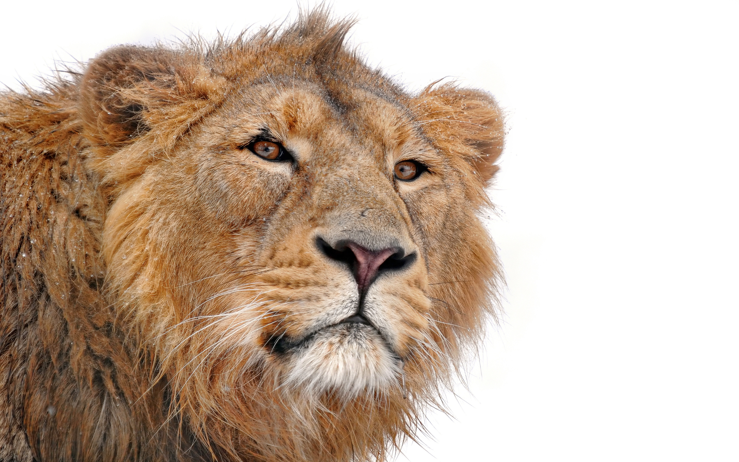 Download mobile wallpaper Lion, Animal for free.