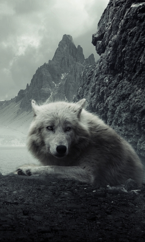 Download mobile wallpaper Mountain, Wolf, Animal, White Wolf, Wolves for free.