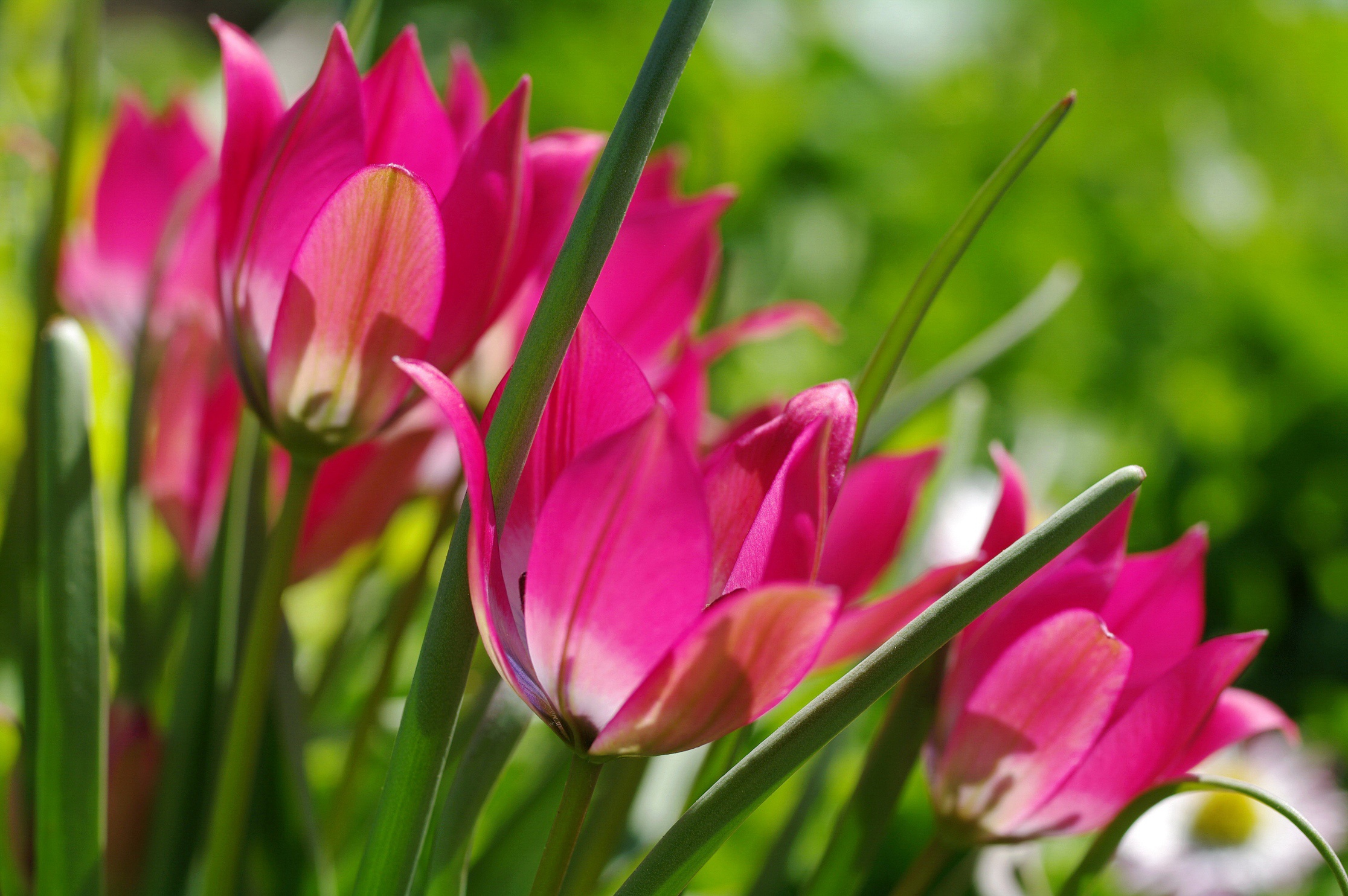 Free download wallpaper Nature, Flowers, Flower, Close Up, Earth, Tulip, Pink Flower on your PC desktop