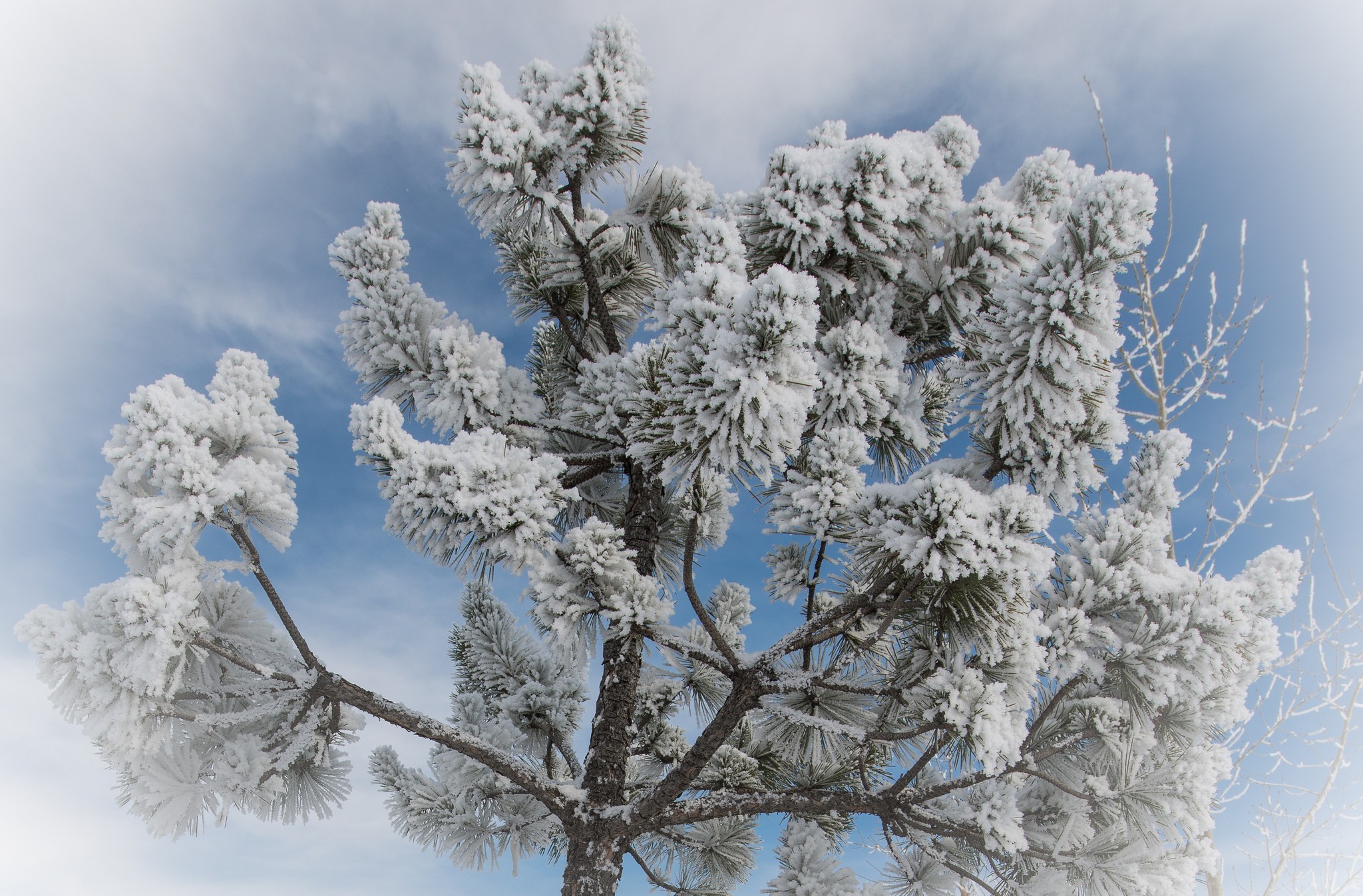 Laden Sie das Winter, Baum, Erde/natur-Bild kostenlos auf Ihren PC-Desktop herunter