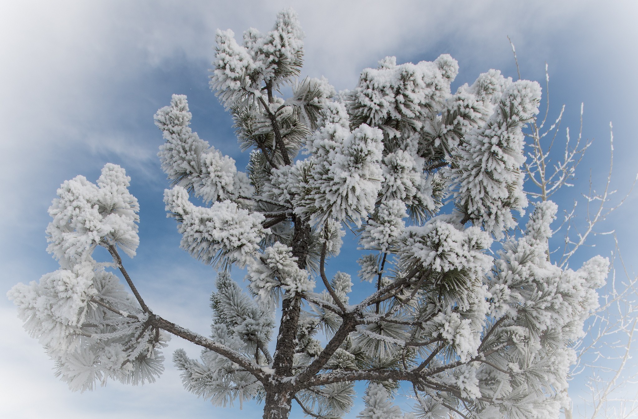 Download mobile wallpaper Winter, Tree, Earth for free.