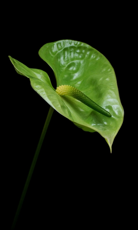 Descarga gratuita de fondo de pantalla para móvil de Primer Plano, Tierra/naturaleza.