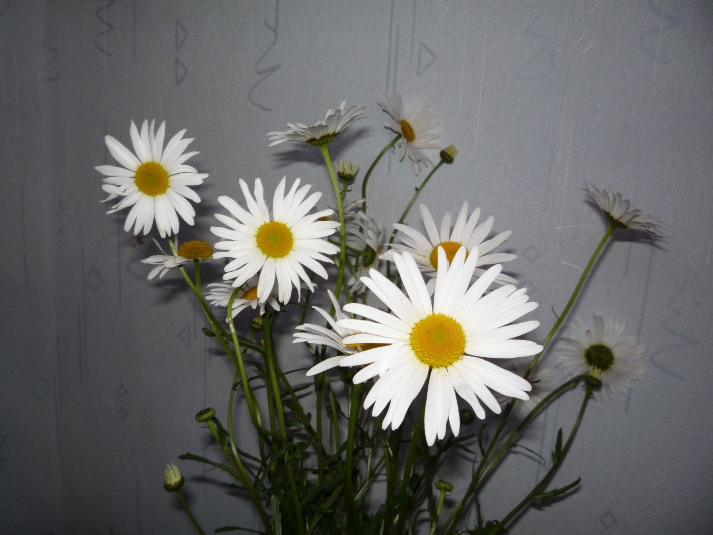 Free download wallpaper Flowers, Bouquets, Camomile, Plants on your PC desktop