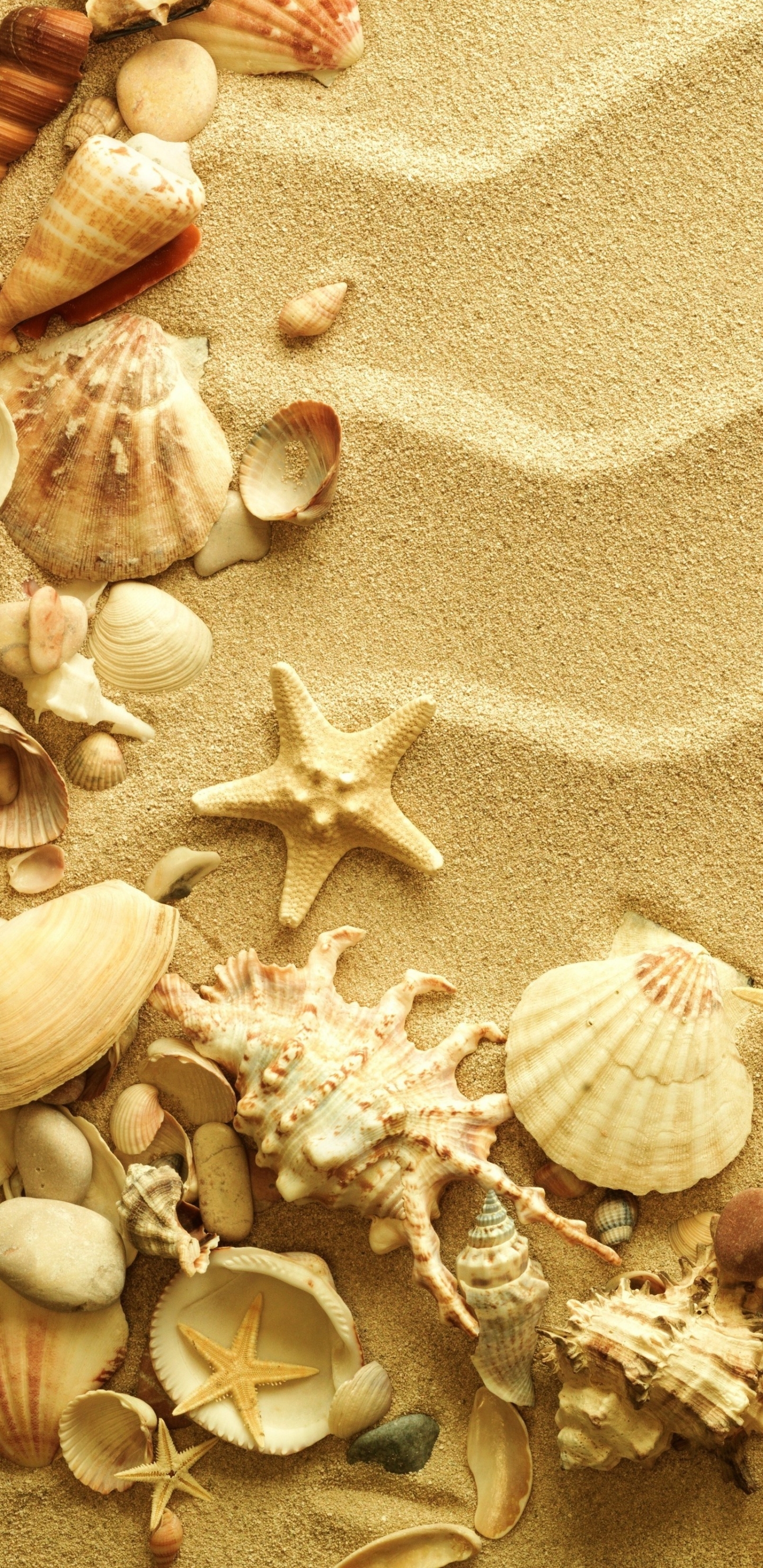 Download mobile wallpaper Earth, Shell for free.