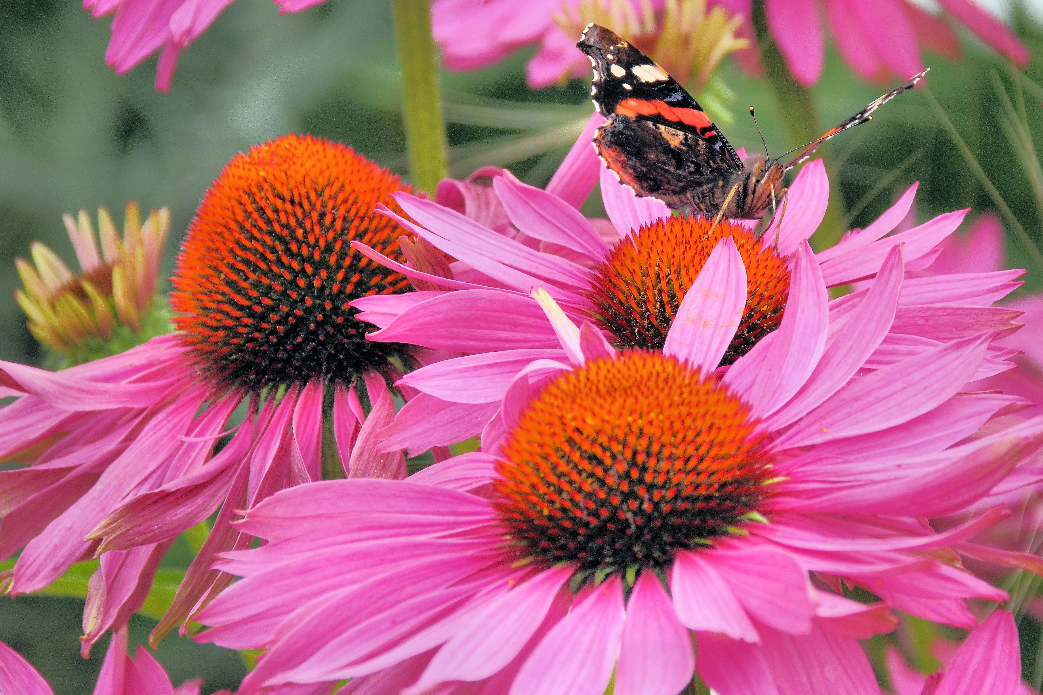 Laden Sie das Tiere, Schmetterlinge, Blume, Insekt, Nahansicht, Pinke Blume-Bild kostenlos auf Ihren PC-Desktop herunter