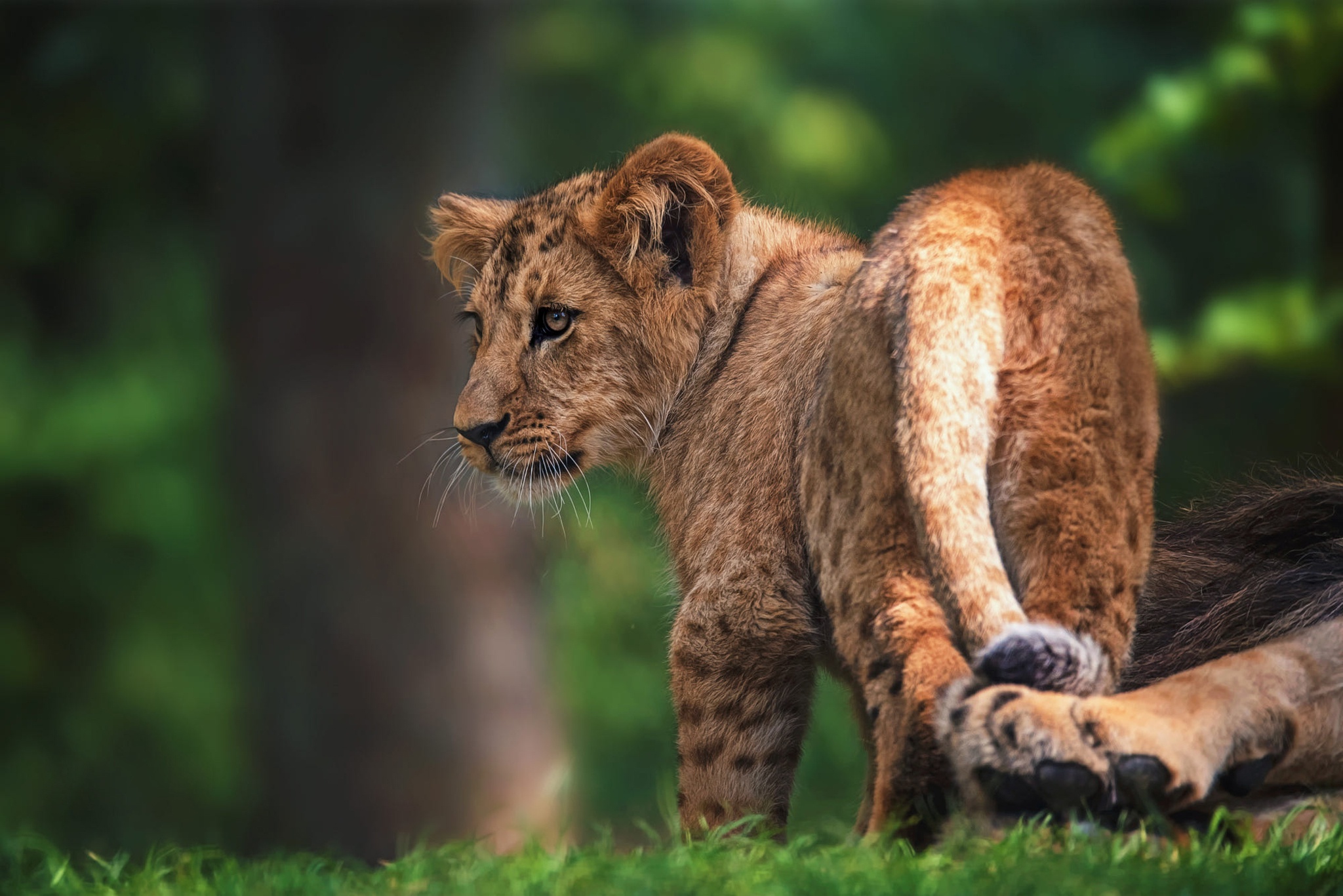 Descarga gratuita de fondo de pantalla para móvil de Animales, Gatos, León, Cachorro, Bebe Animal.