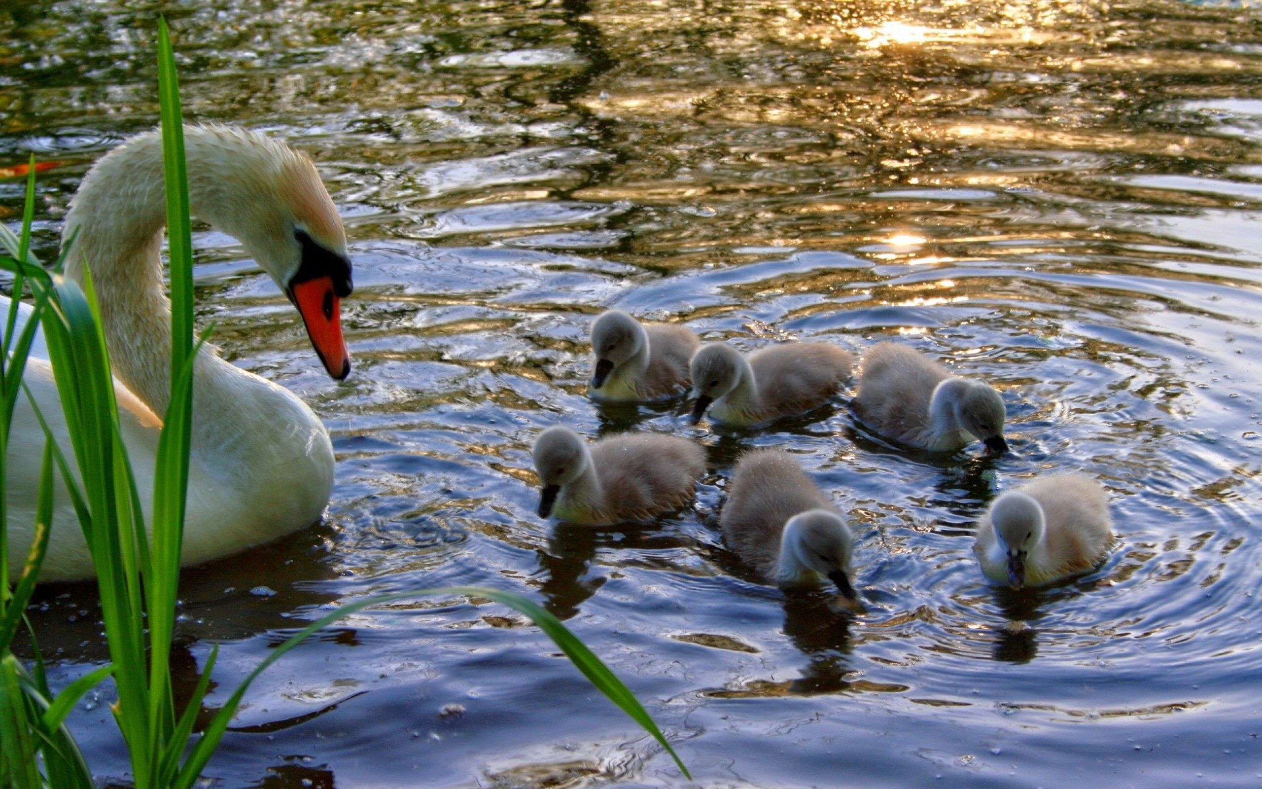 animals, water, grass, chicks, young, swan, cubs