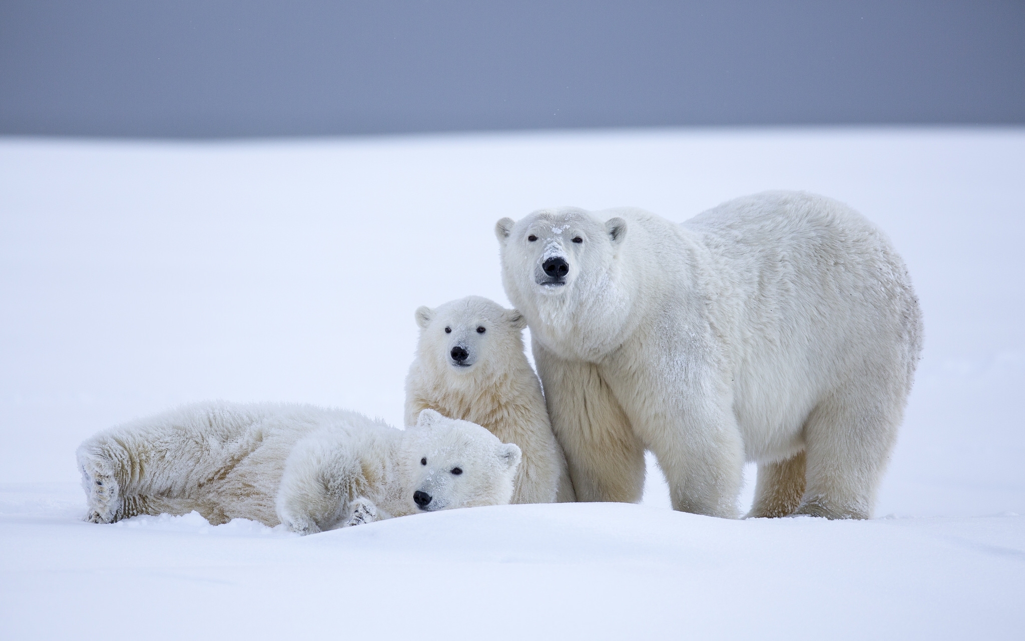 375419 скачать картинку животные, полярный медведь, аляска, детеныш животного, медведь, детеныш, снег, медведи - обои и заставки бесплатно