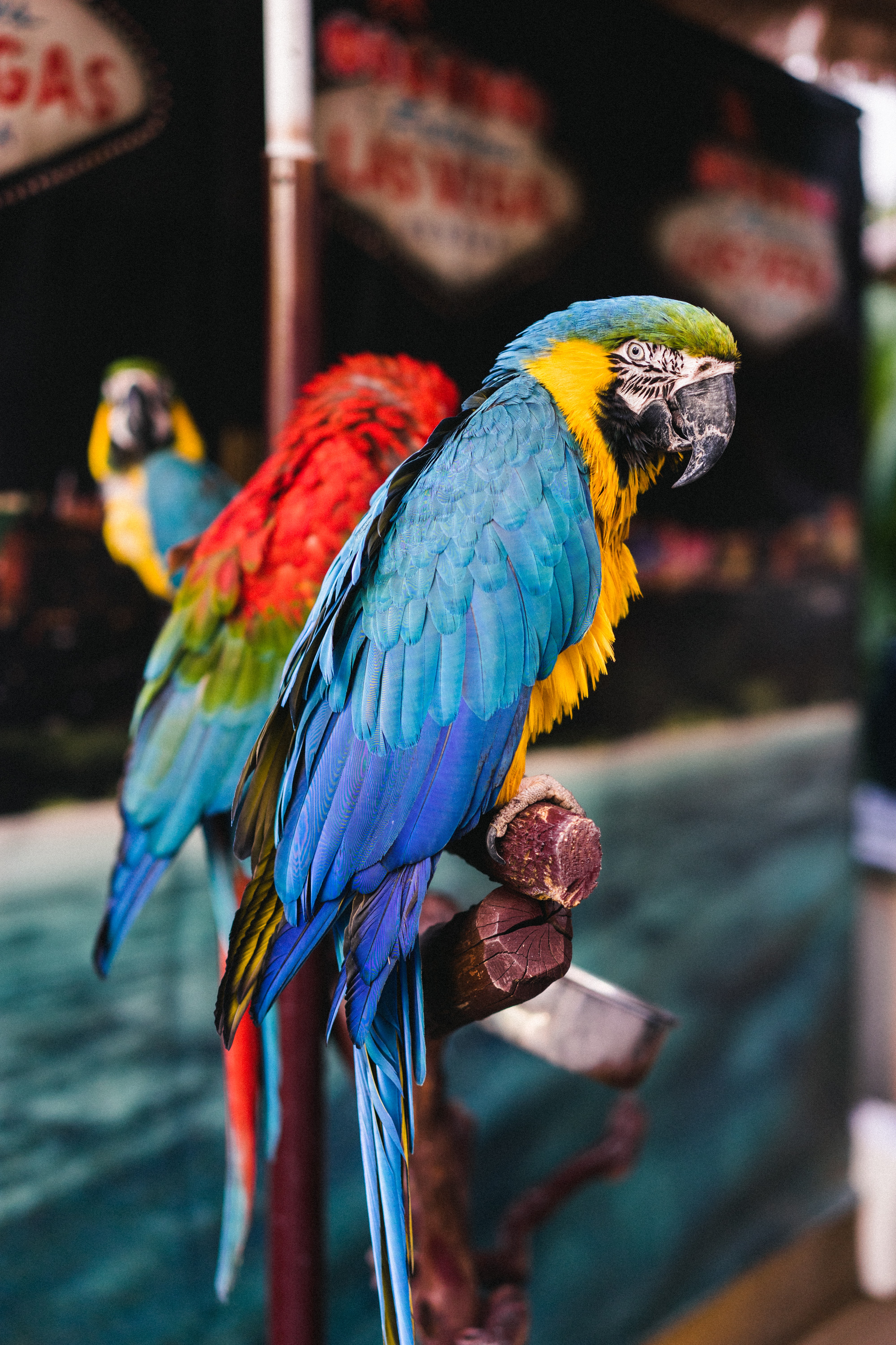 Download mobile wallpaper Animals, Motley, Multicolored, Macaw, Parrots, Birds for free.