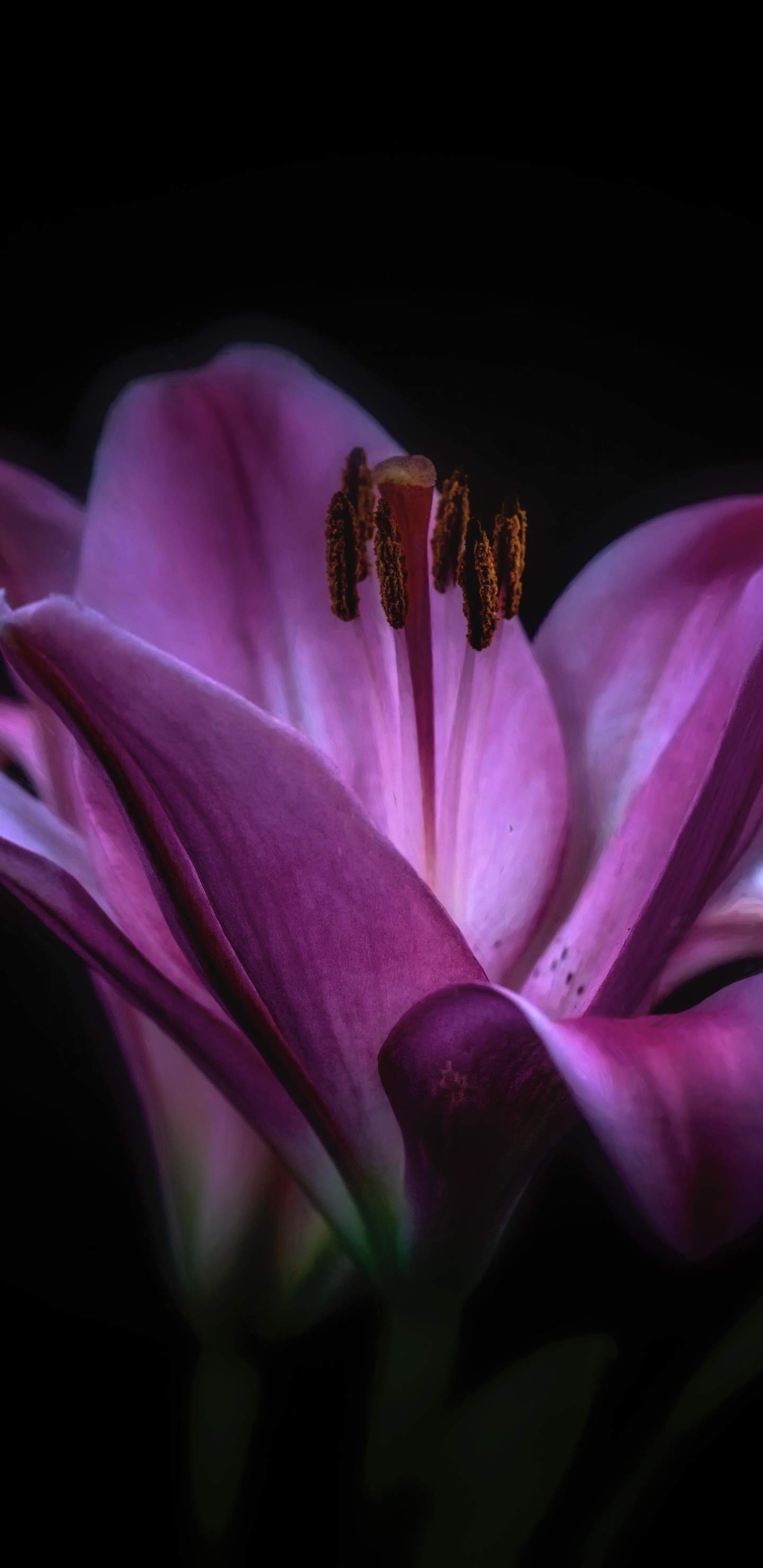 PCデスクトップにフラワーズ, 花, 地球, リリー, 紫色の花画像を無料でダウンロード