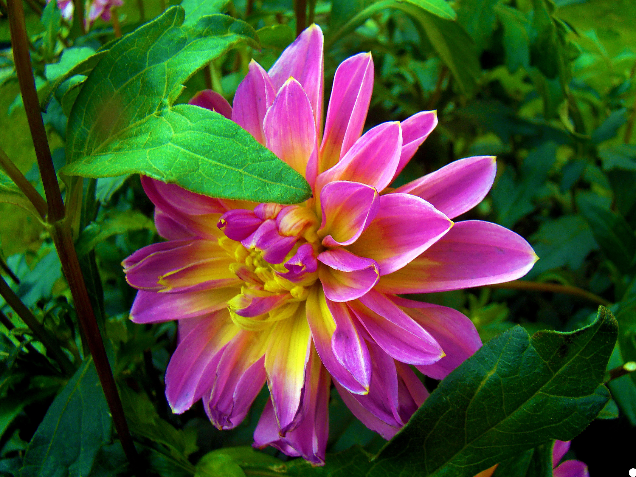 Laden Sie das Blumen, Blume, Blatt, Dahlien, Erde/natur, Pinke Blume-Bild kostenlos auf Ihren PC-Desktop herunter