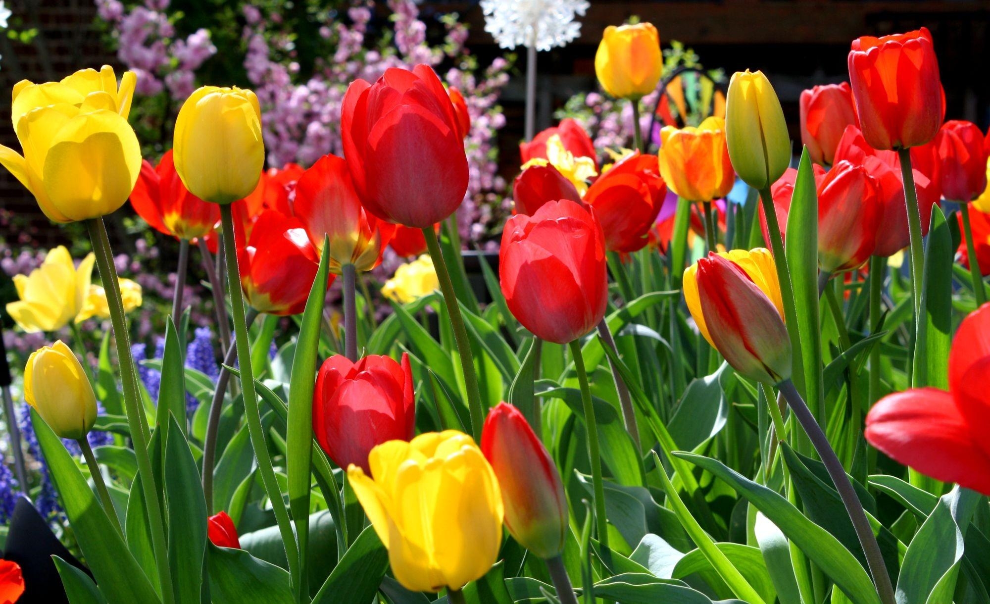 Download mobile wallpaper Flowerbed, Flower Bed, Sunny, Spring, Tulips, Flowers for free.