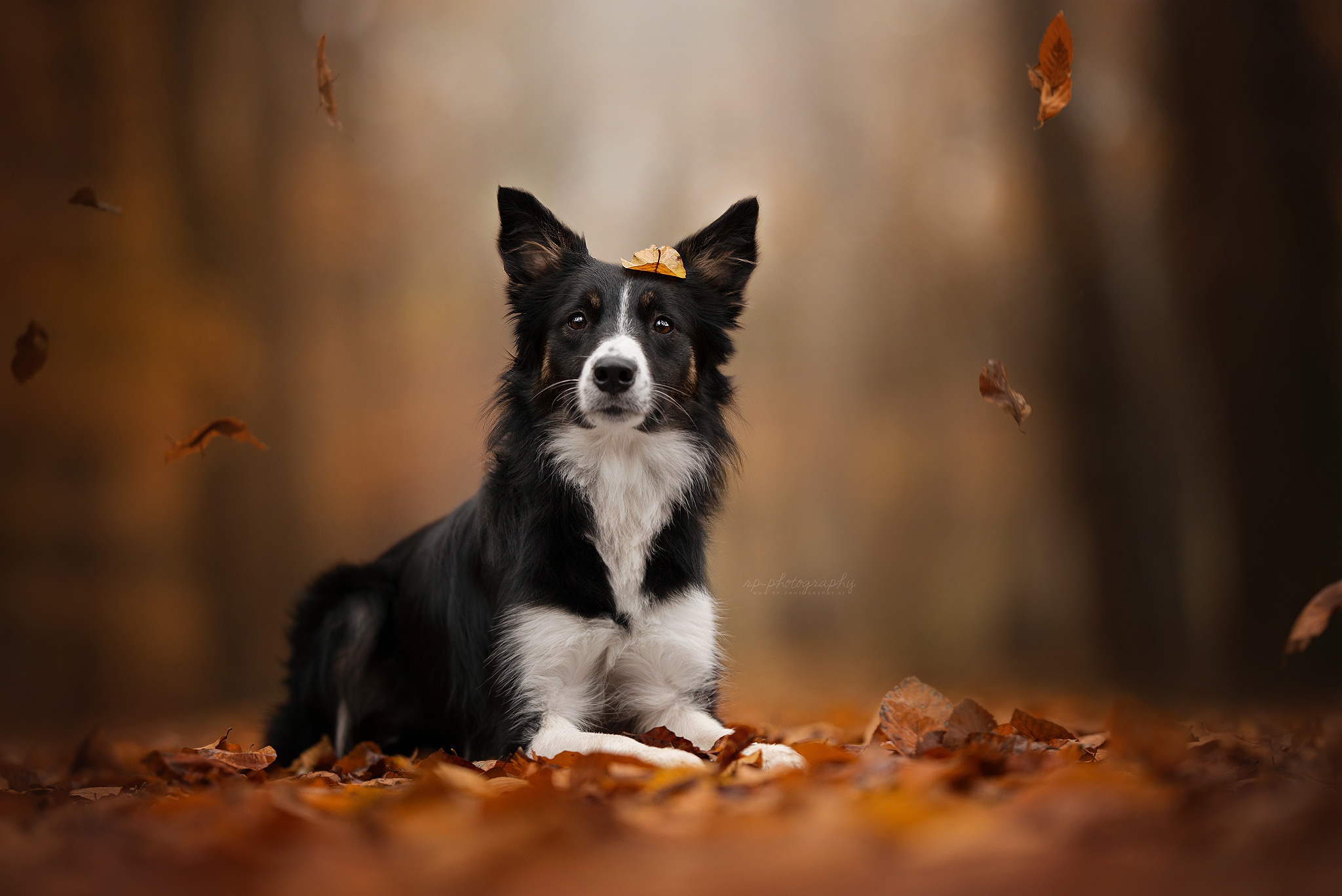 PCデスクトップに動物, 秋, 葉, 犬, ボーダーコリー画像を無料でダウンロード