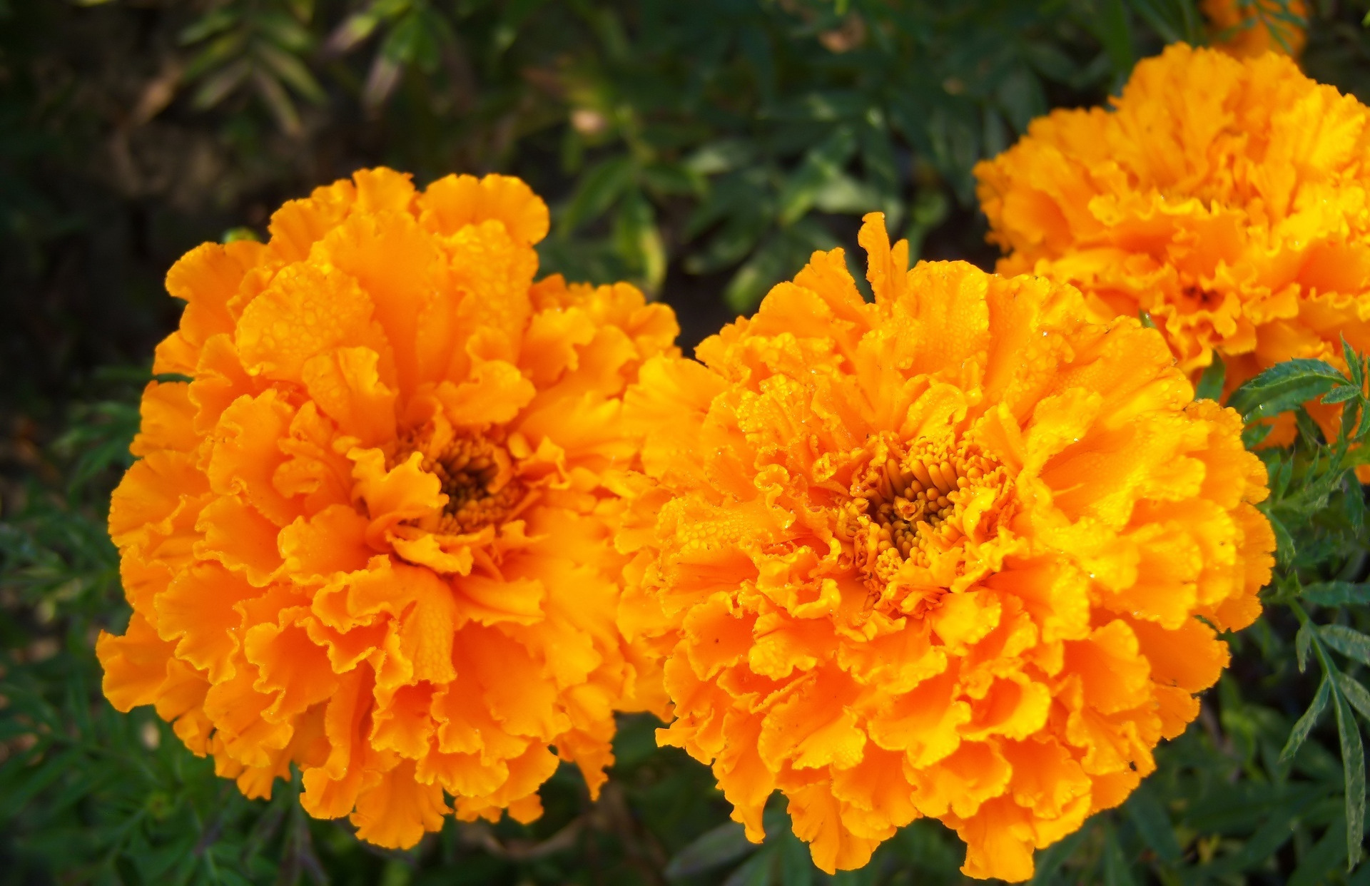 Free download wallpaper Flowers, Earth, Marigold on your PC desktop