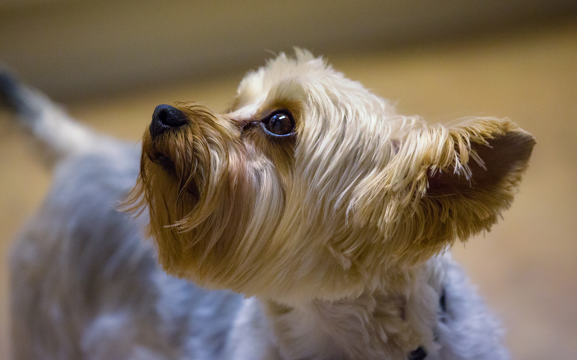 Téléchargez gratuitement l'image Animaux, Chiens, Chien, Mignon sur le bureau de votre PC