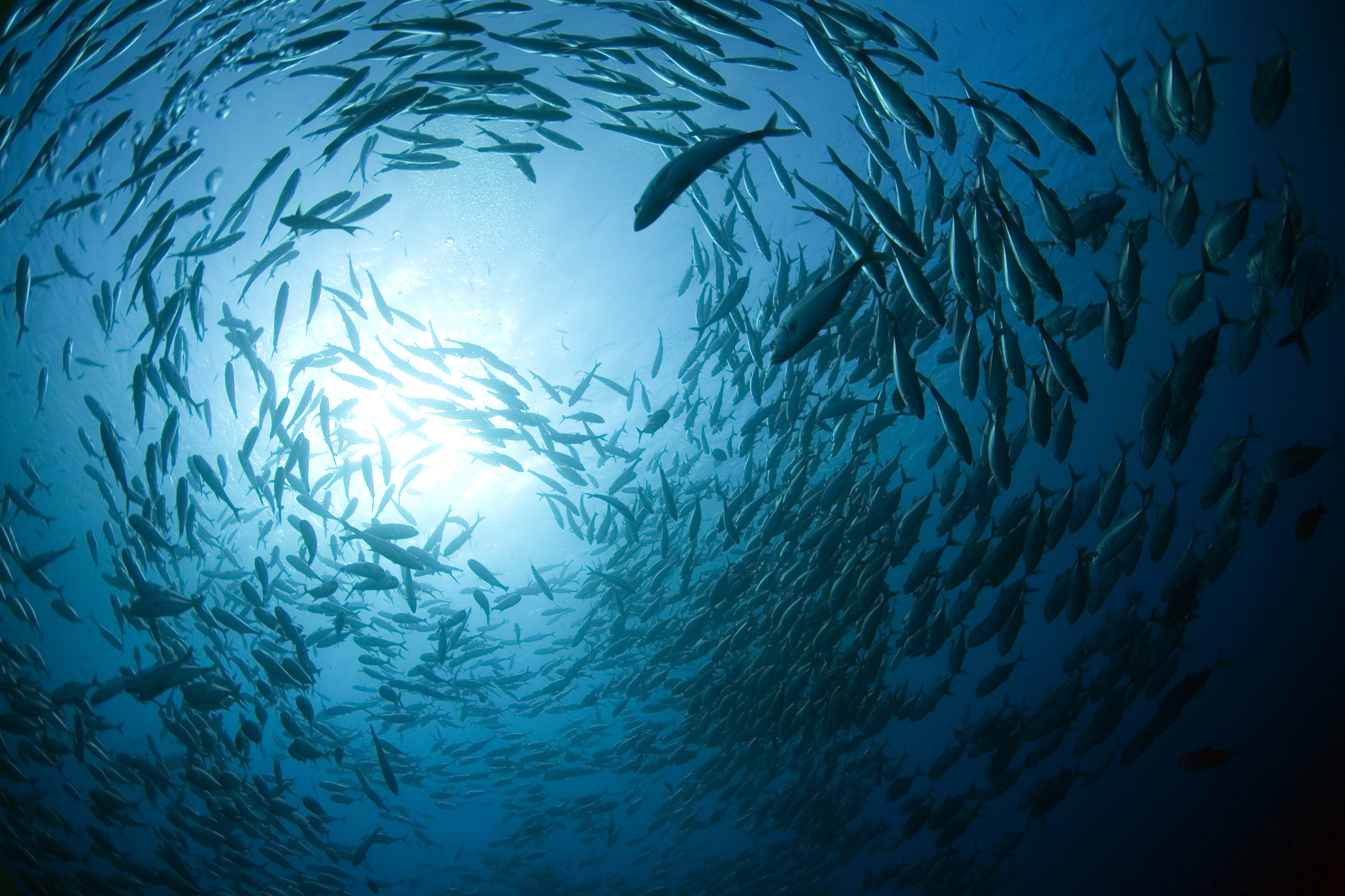 無料モバイル壁紙動物, 魚, 水中, 魚類, 海の生物をダウンロードします。