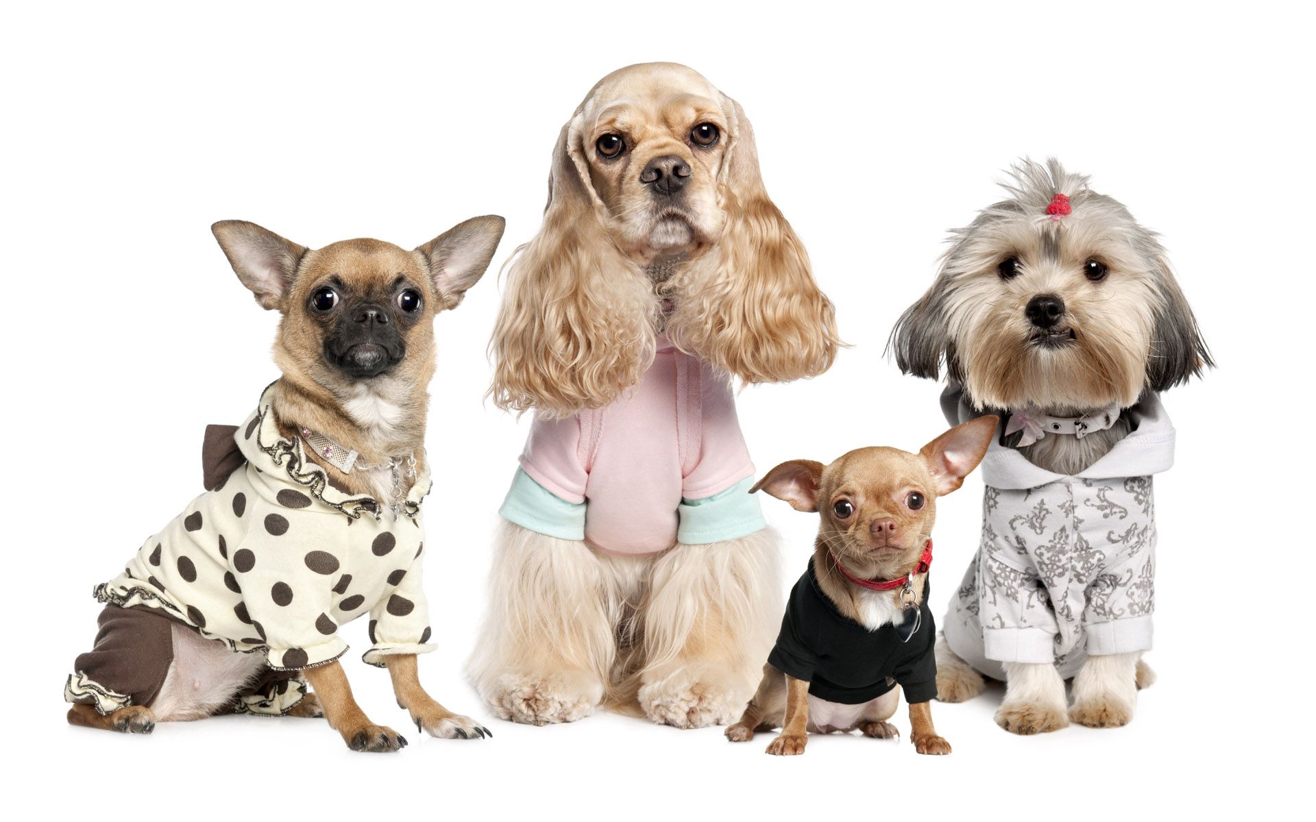 animals, dogs, yorkshire terrier, variety, chihuahua, varieties, costumes