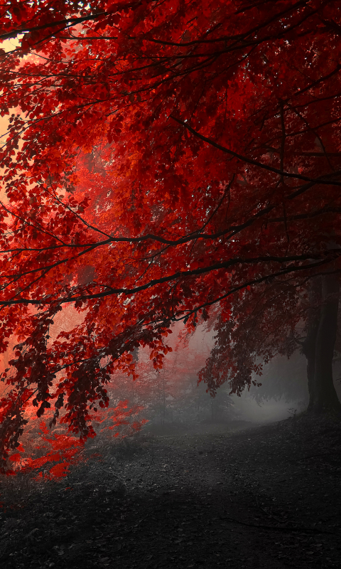 Скачать картинку Деревья, Осень, Лес, Дерево, Падать, Земля/природа в телефон бесплатно.