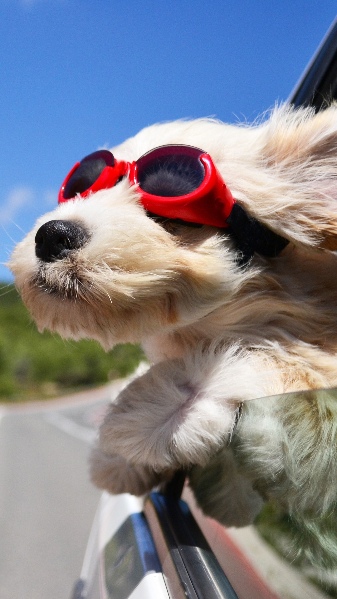 Baixar papel de parede para celular de Animais, Cães, Cão, Óculos gratuito.