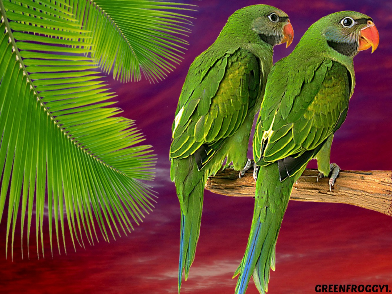 Download mobile wallpaper Parakeet, Birds, Animal for free.